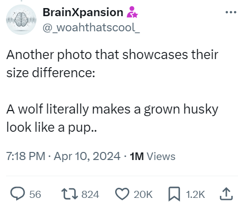 BrainXpansion & @_woahthatscool_ Another photo that showcases their size difference: A wolf literally makes a grown husky look like a pup.. 7:18 PM - Apr 10, 2024 1M Views 56 17824 ♡ 20K 1.2K