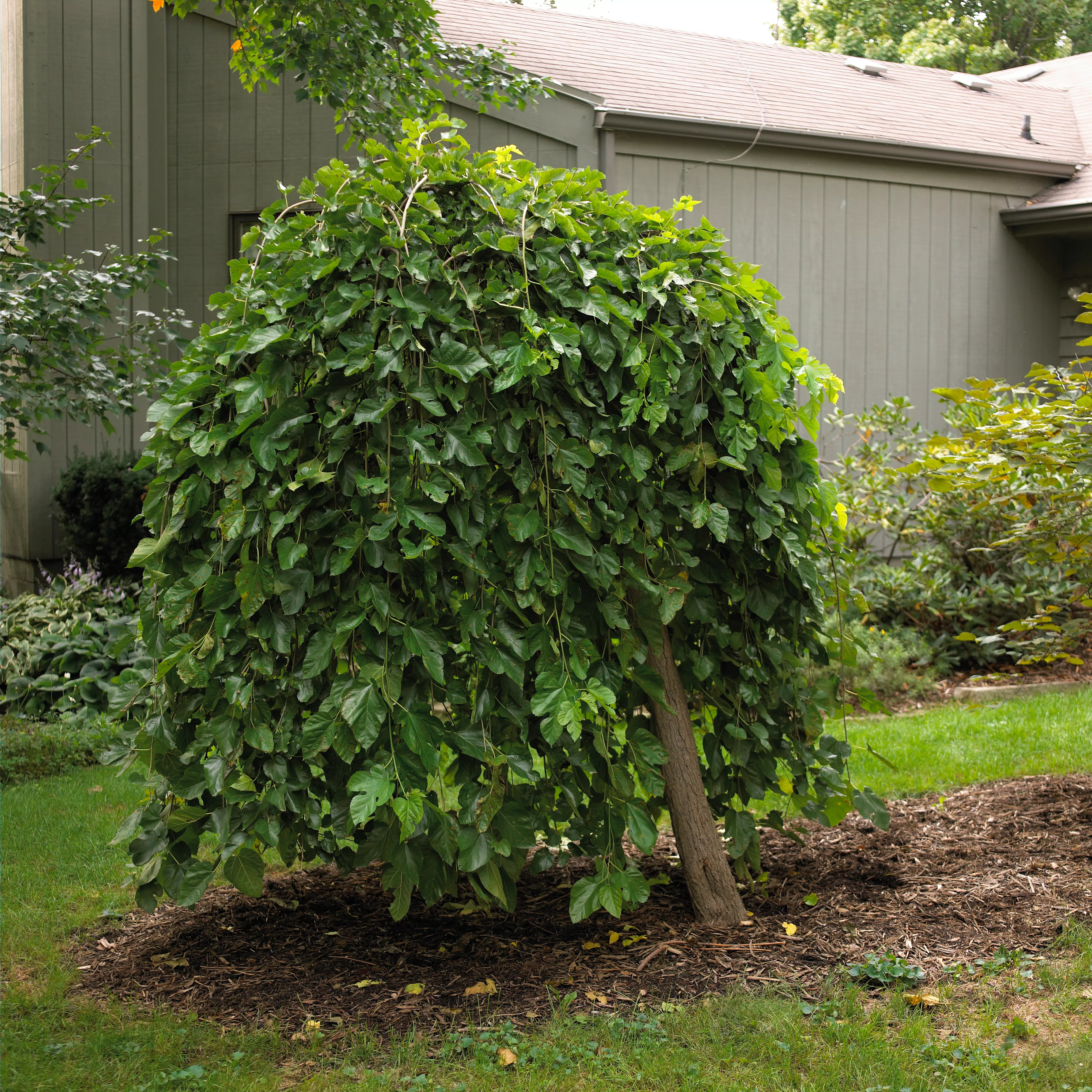 Mulberry tree with green leaves