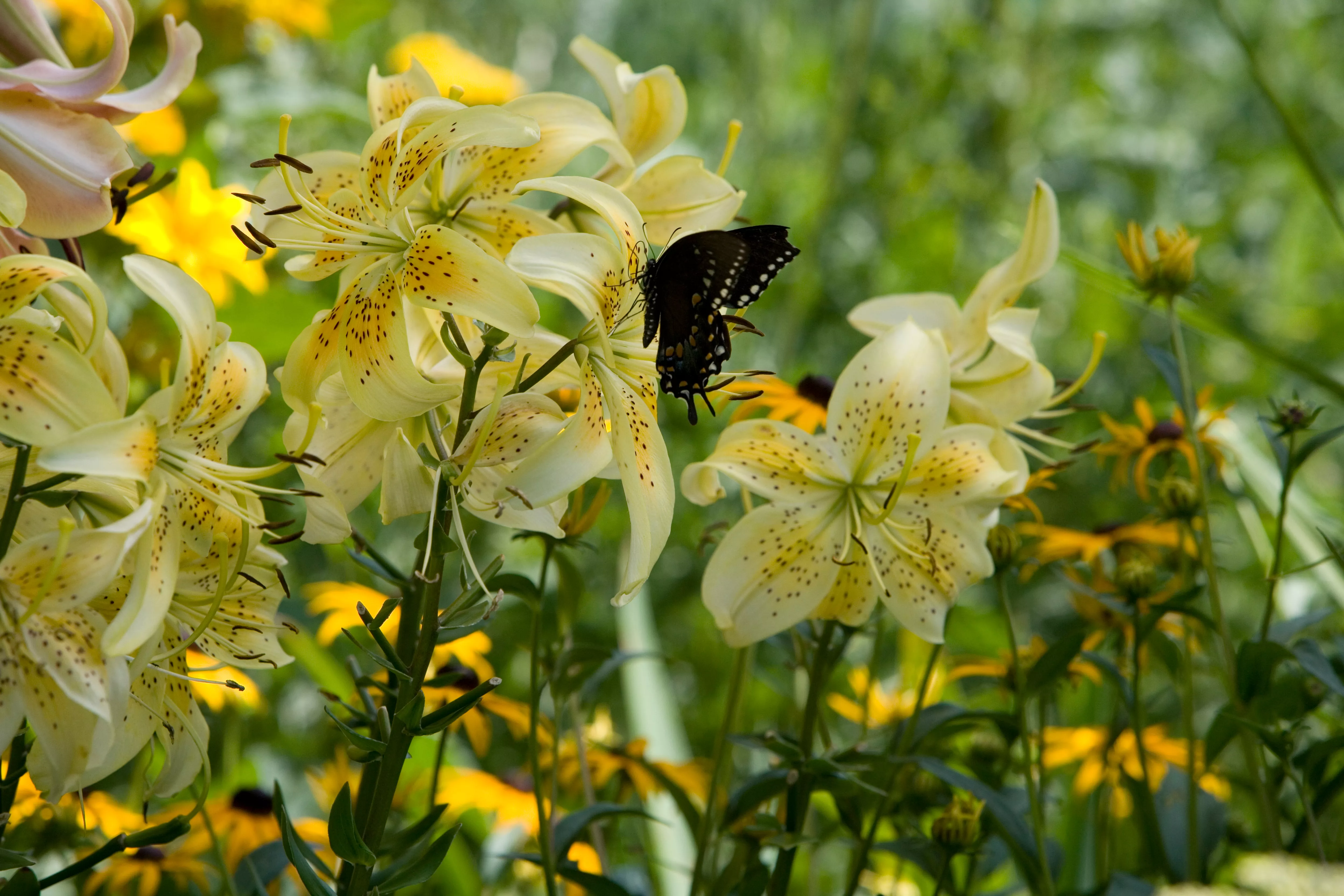 yellow oriental lily with black swallowtail