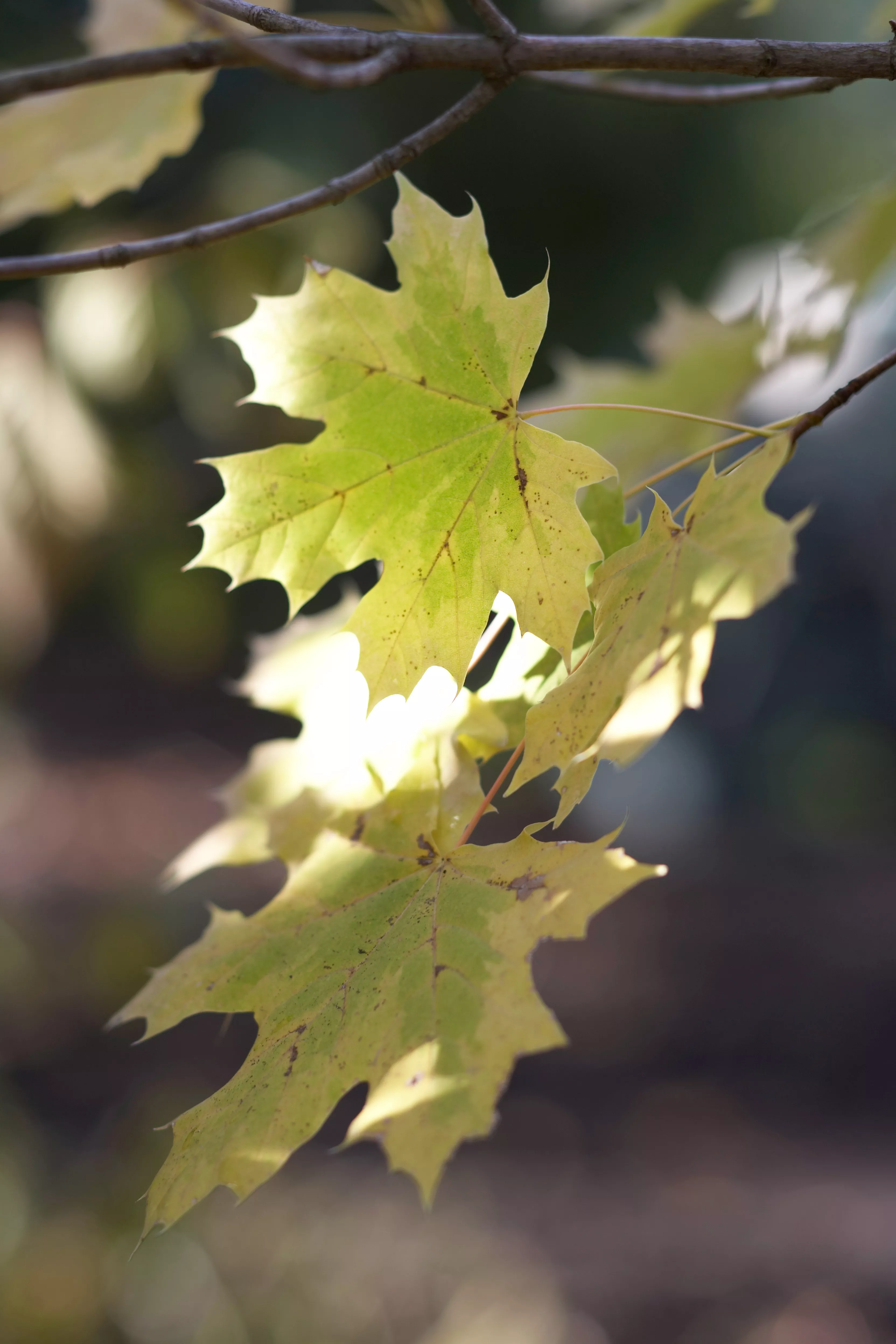 Up-close photo of a green maple leaf