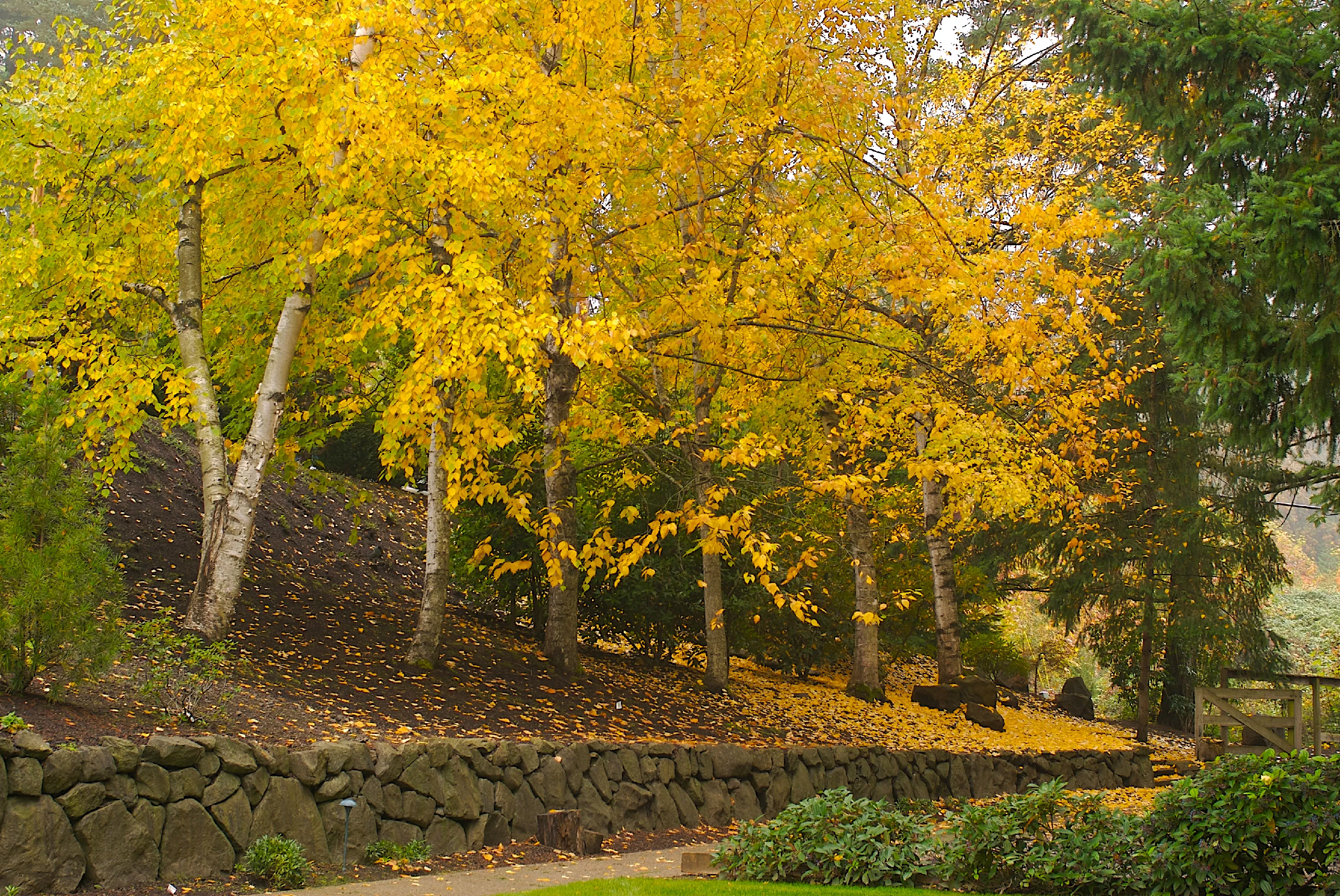 Paper birch tree with yellow leaves