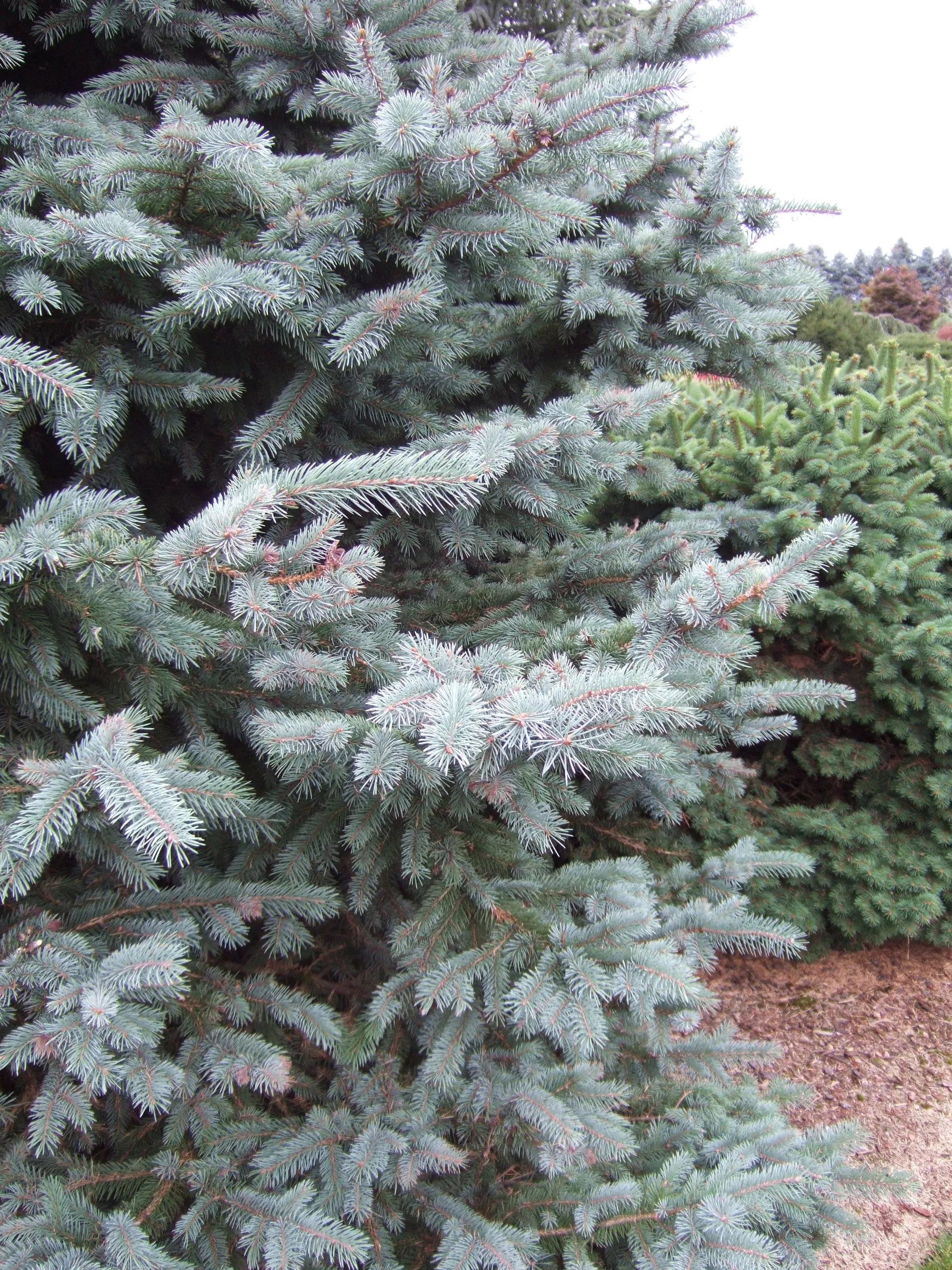 Spruce tree