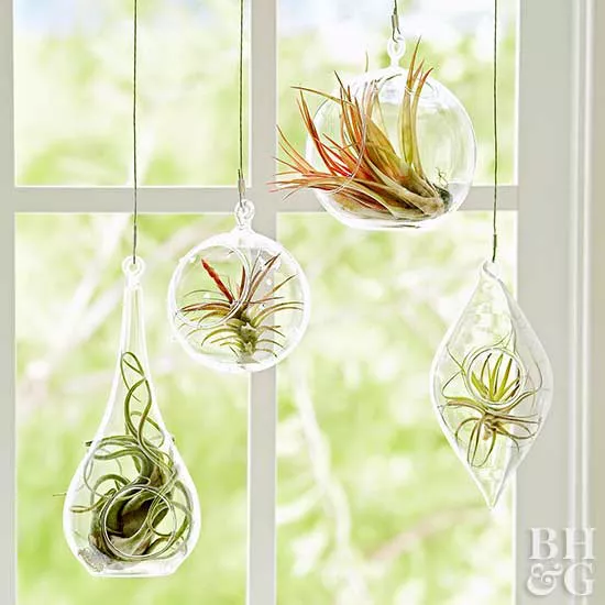 air plant glass capsules