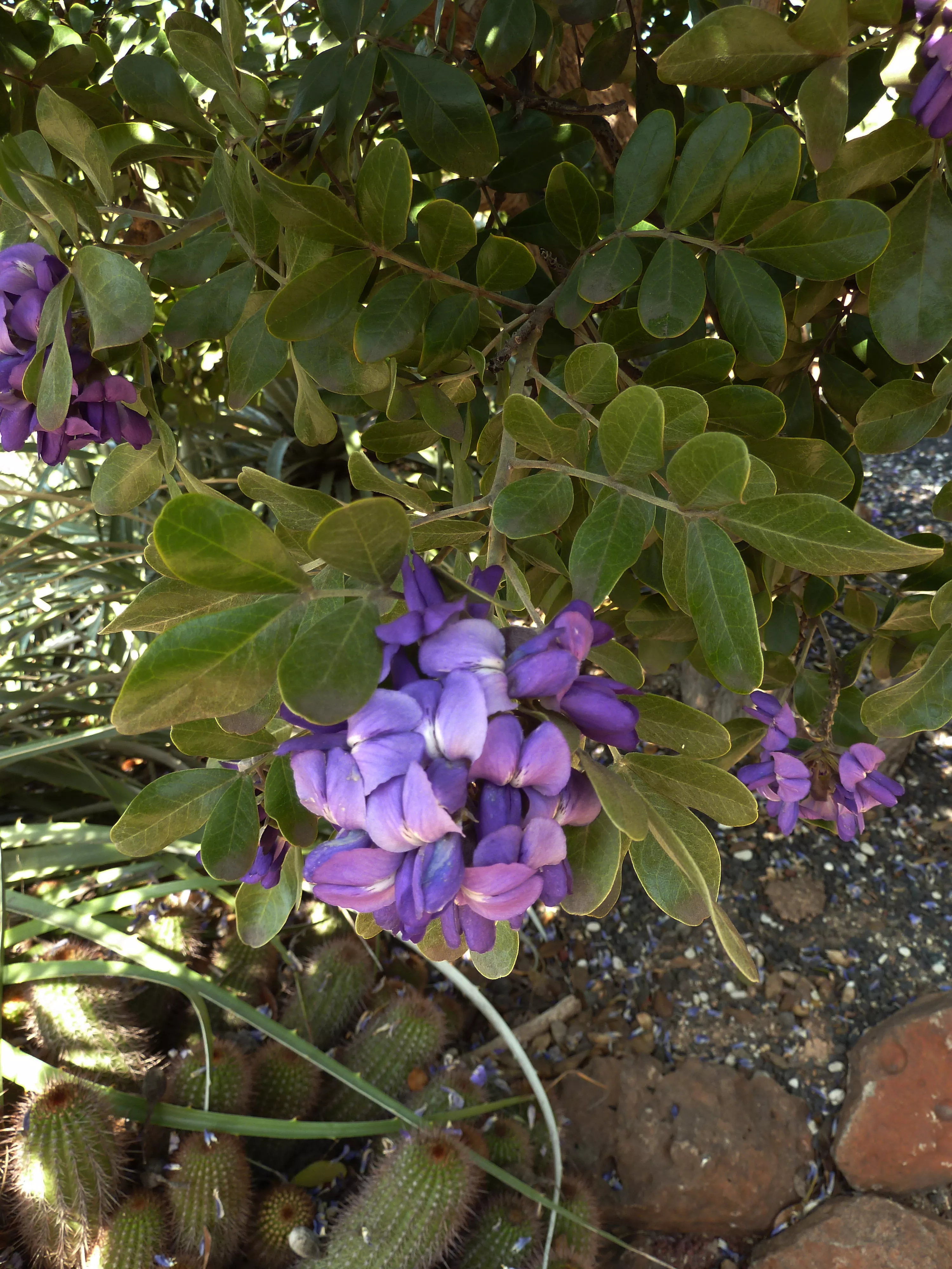 Texas Mountain Laurel