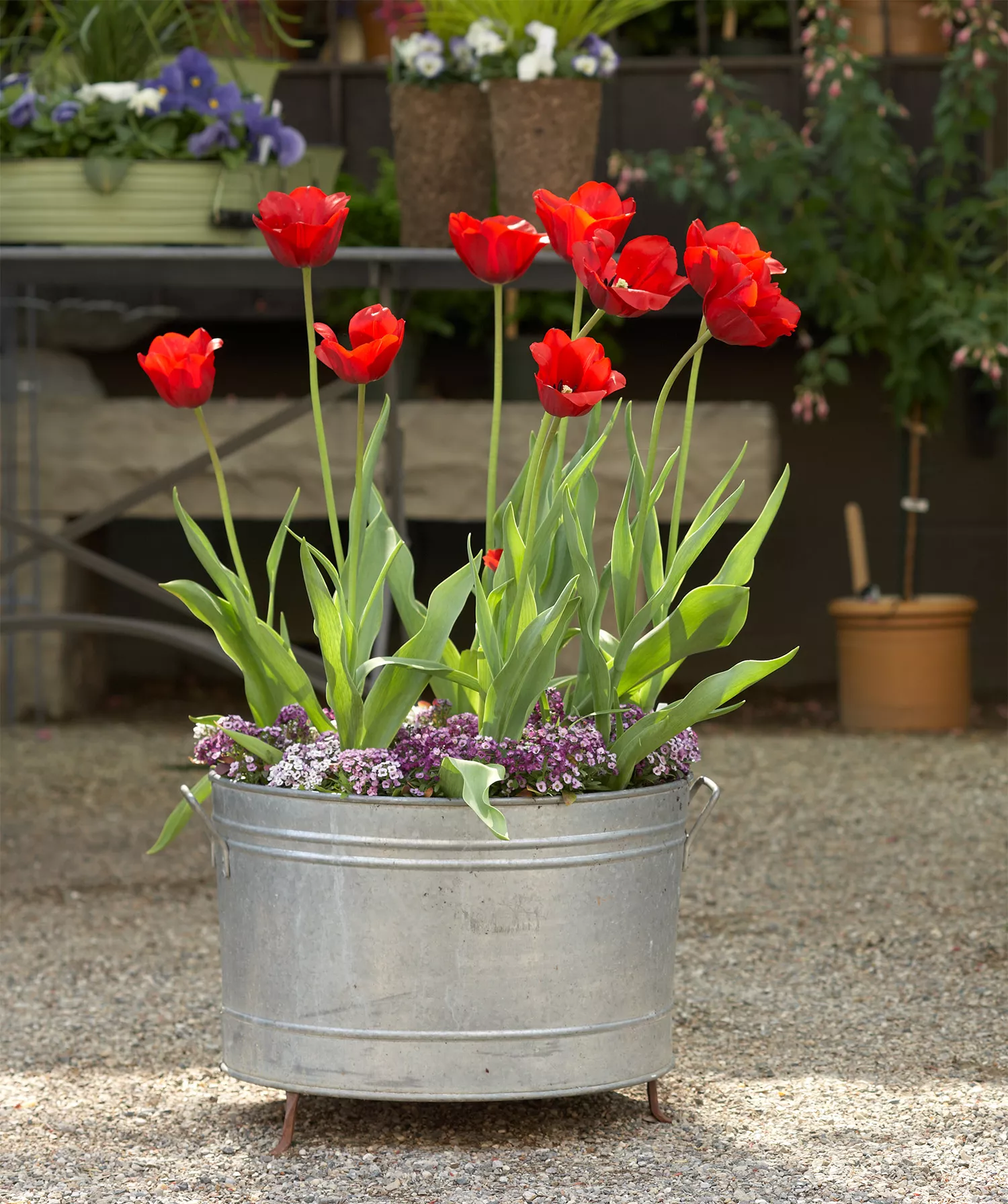 galvanized metal container with red and purple flowers