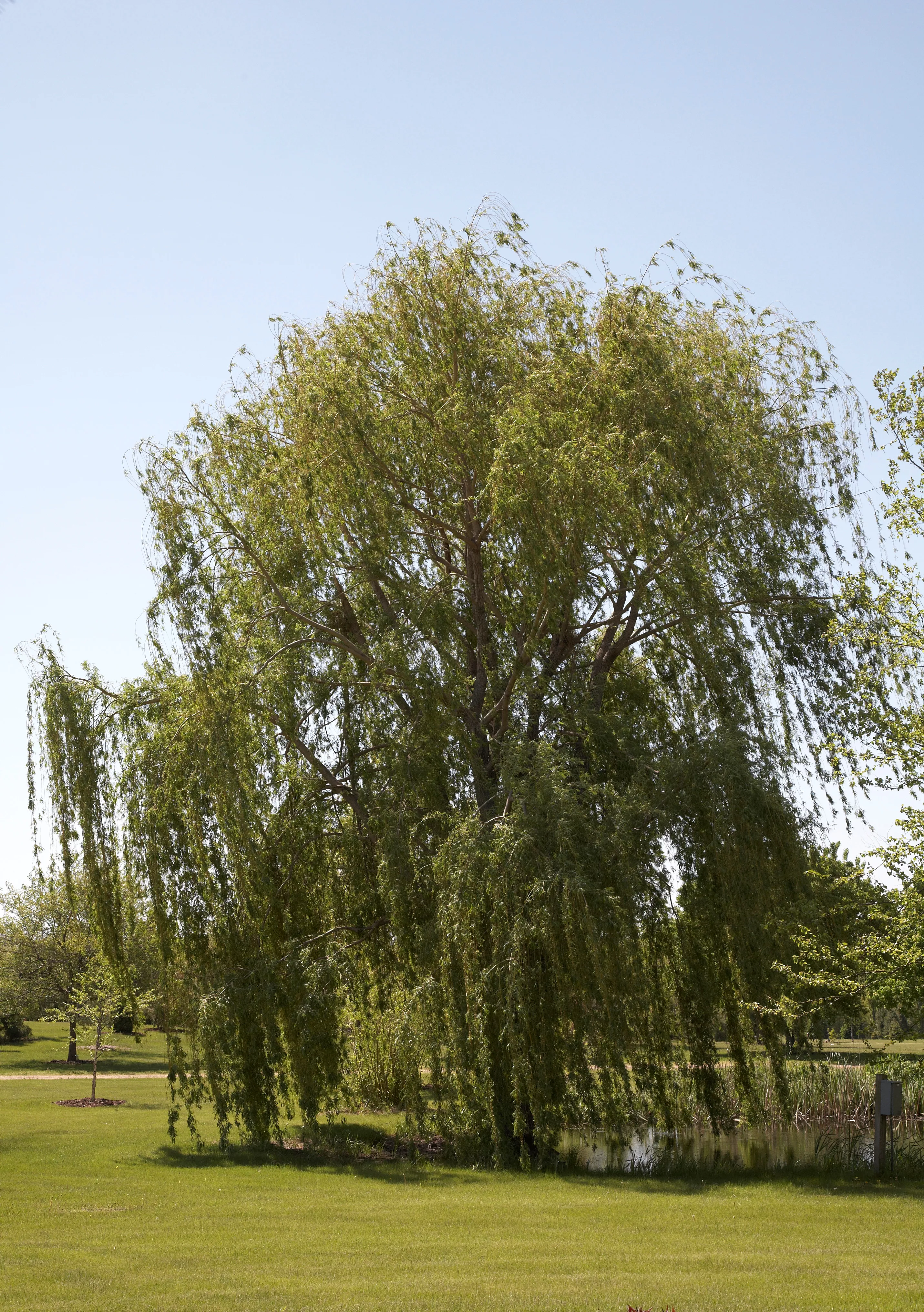 Weeping willow tree