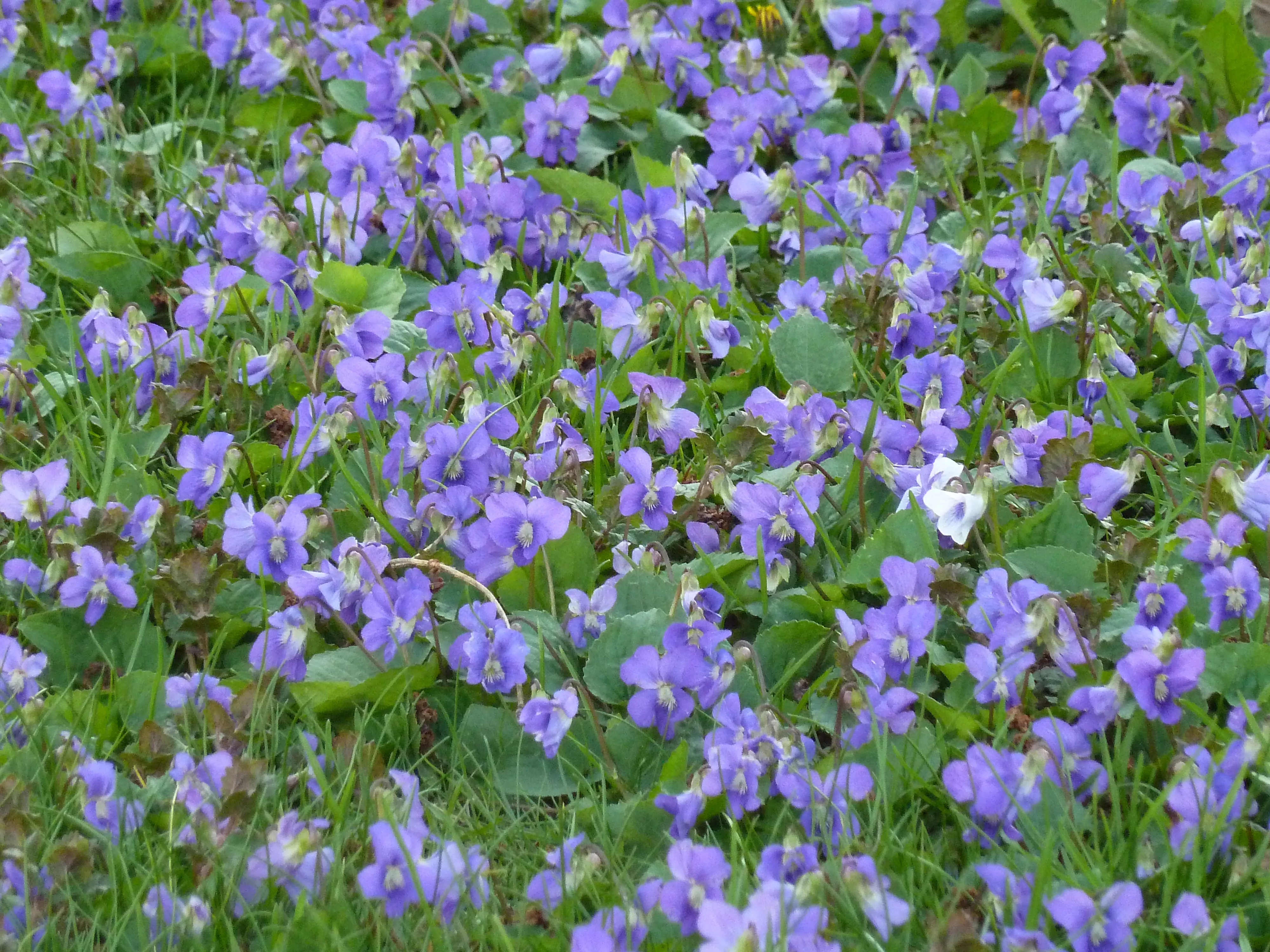 Viola papilionacea, wild violet in lawn