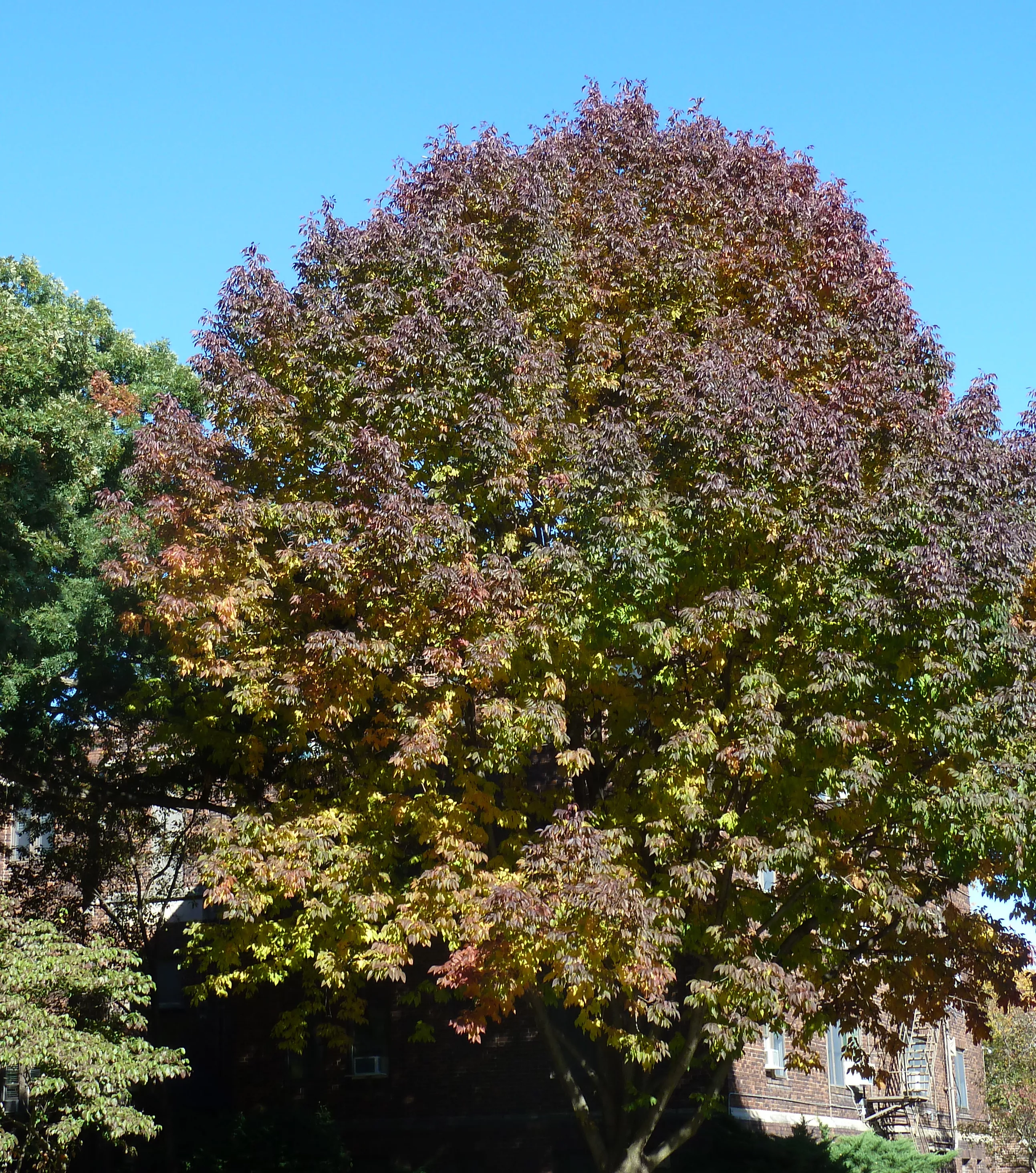 Ash tree with light and dark leaves