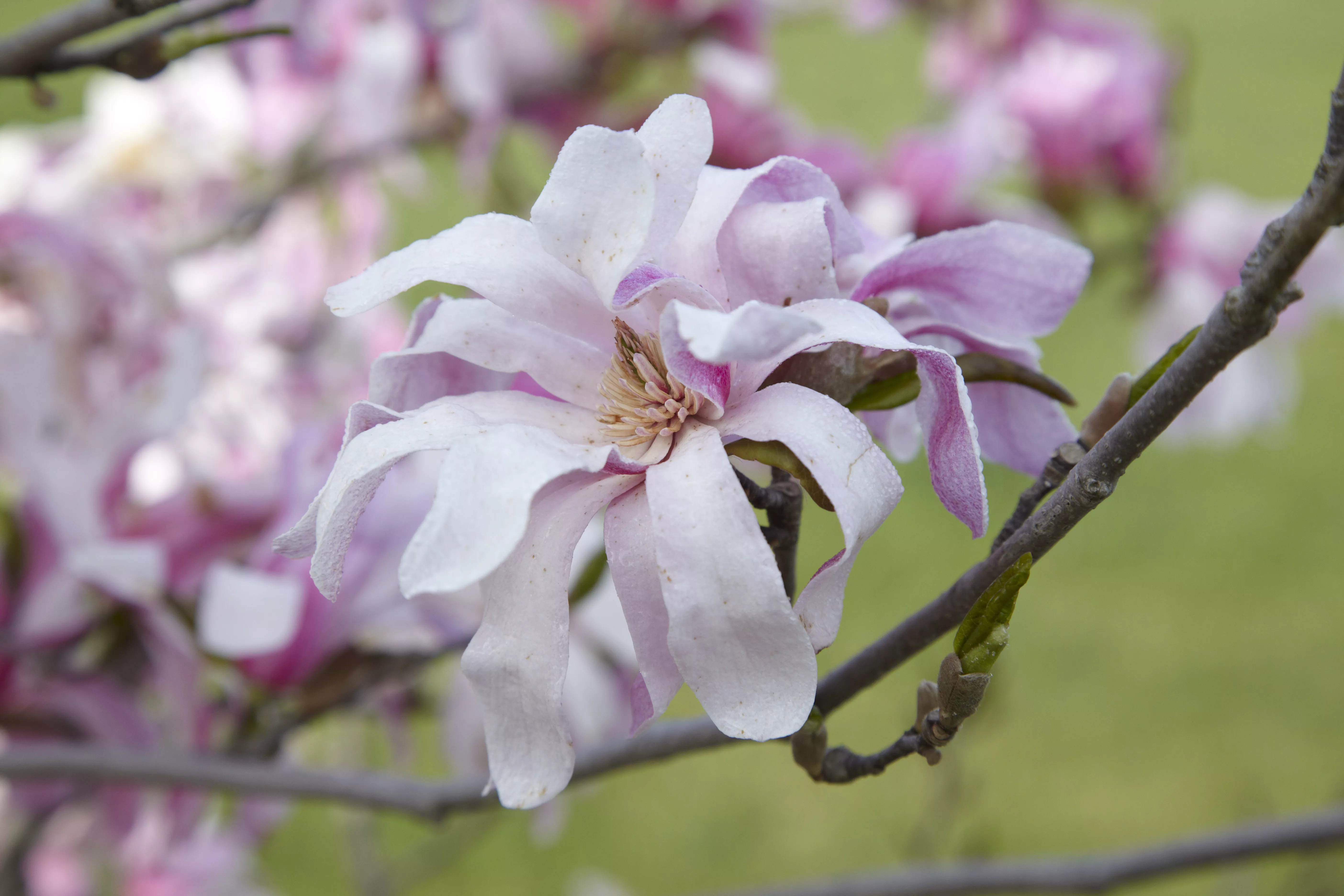 Loebner Magnolia 