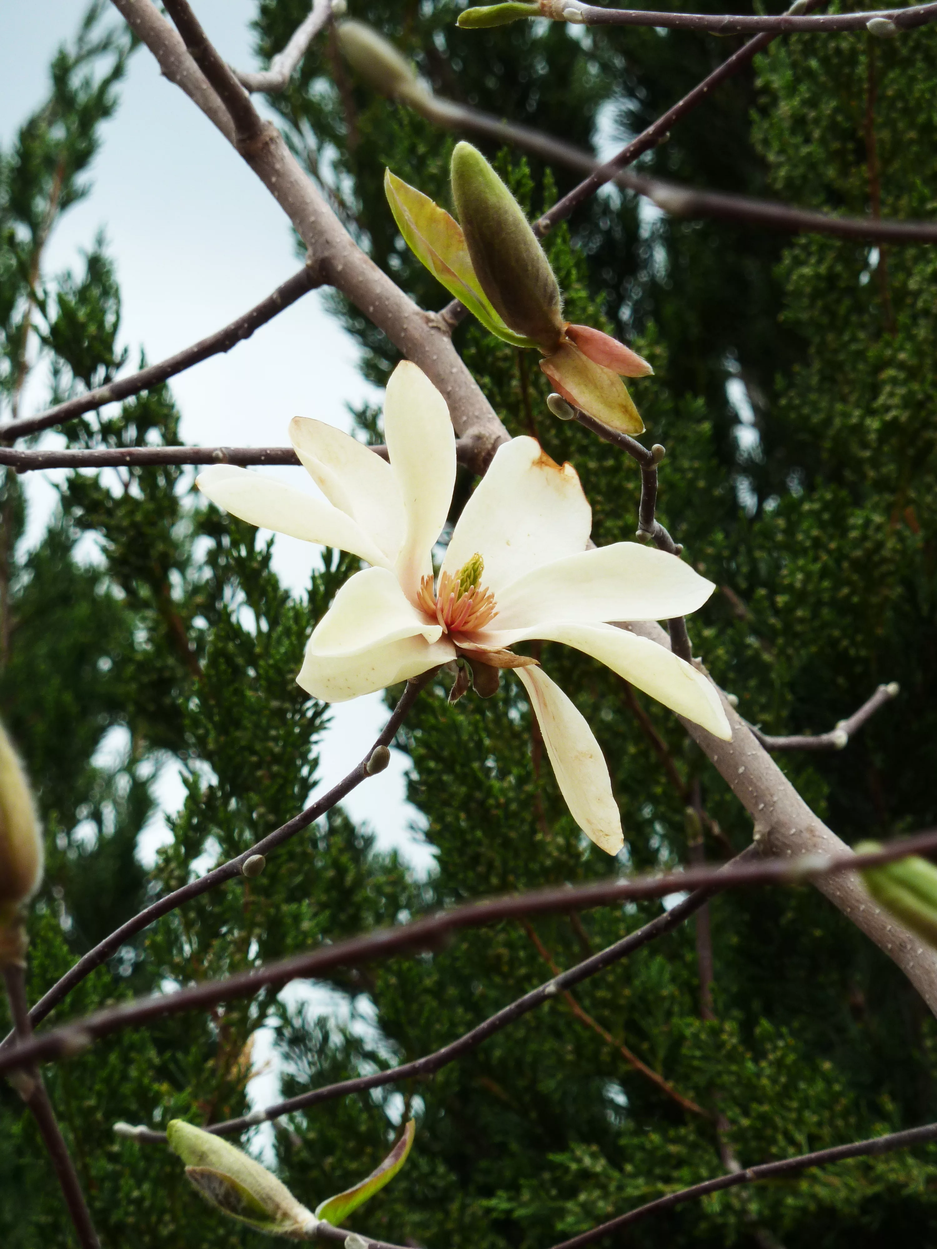 Cucumber Magnolia