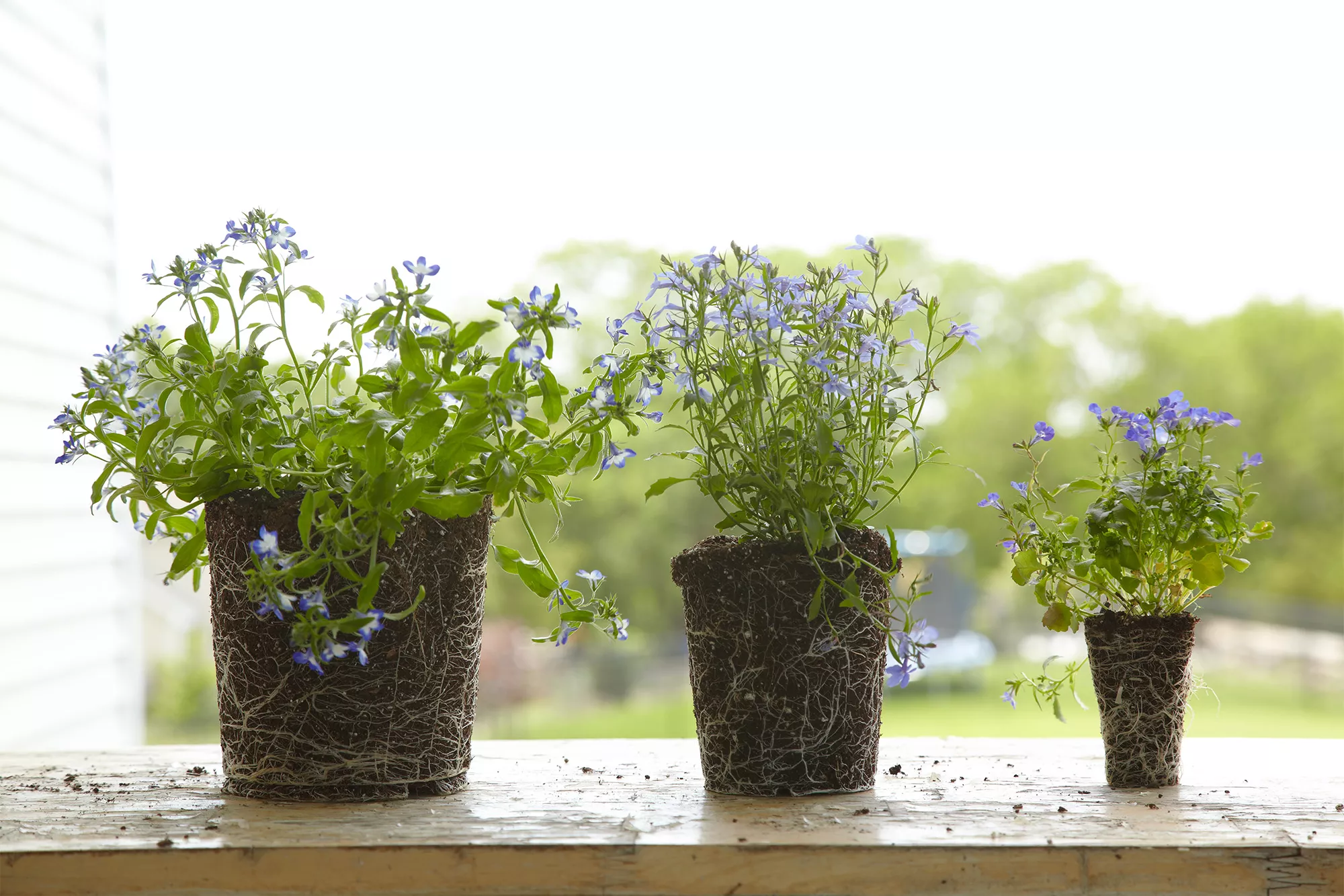 blue flower plants without pots