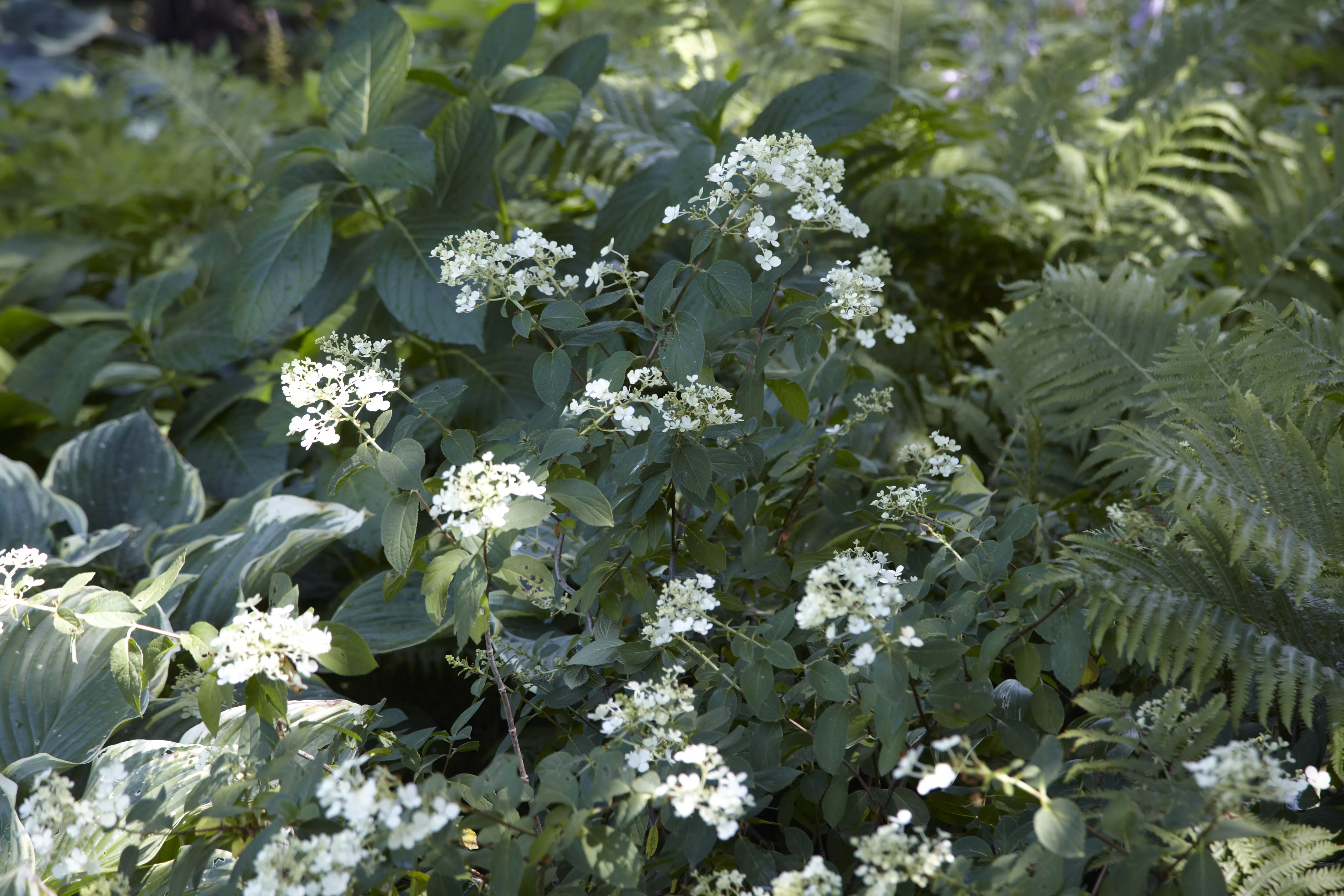 Hydrangea paniculata Bobo