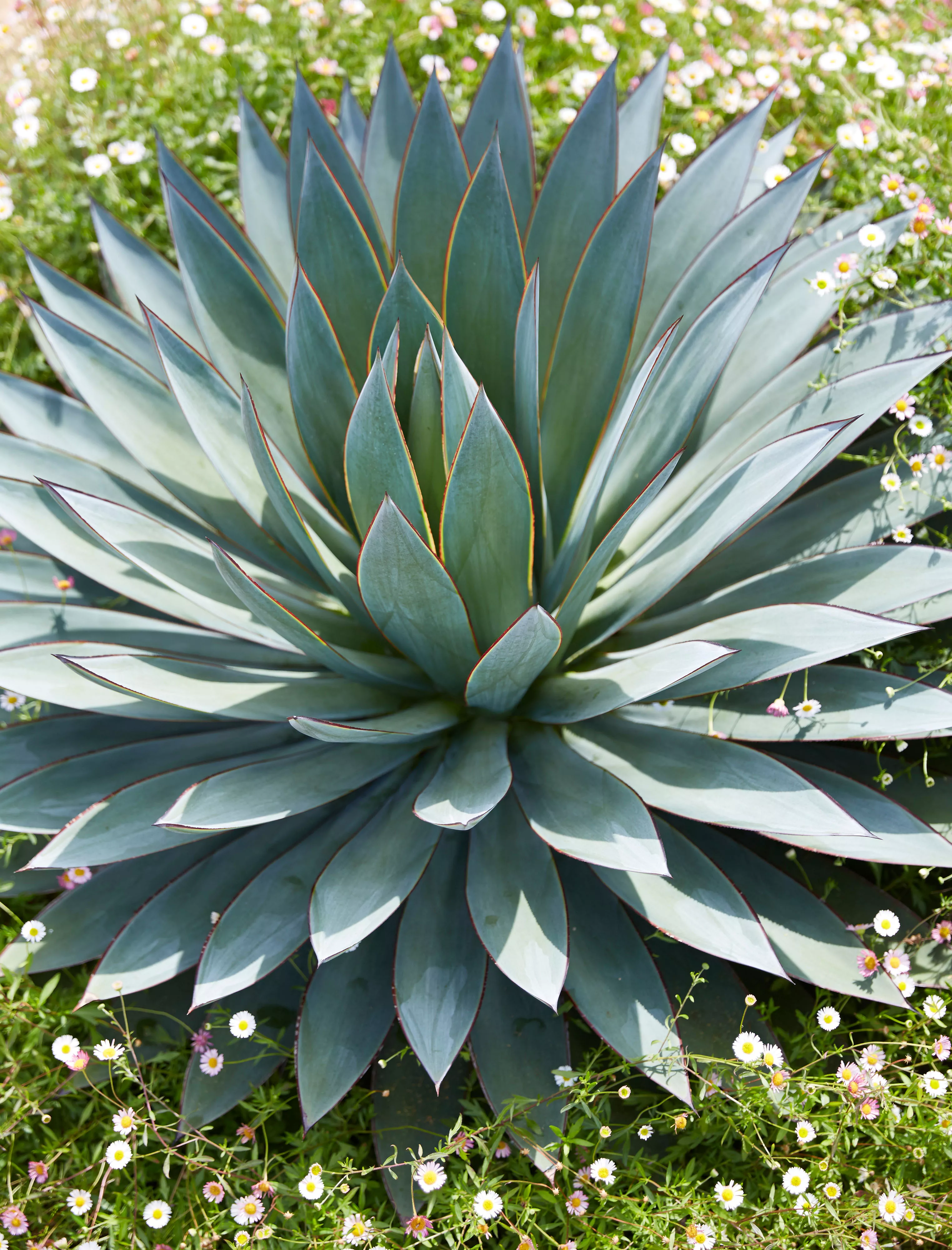 Agave "Blue Glow"; High angle view of plants growing in garden