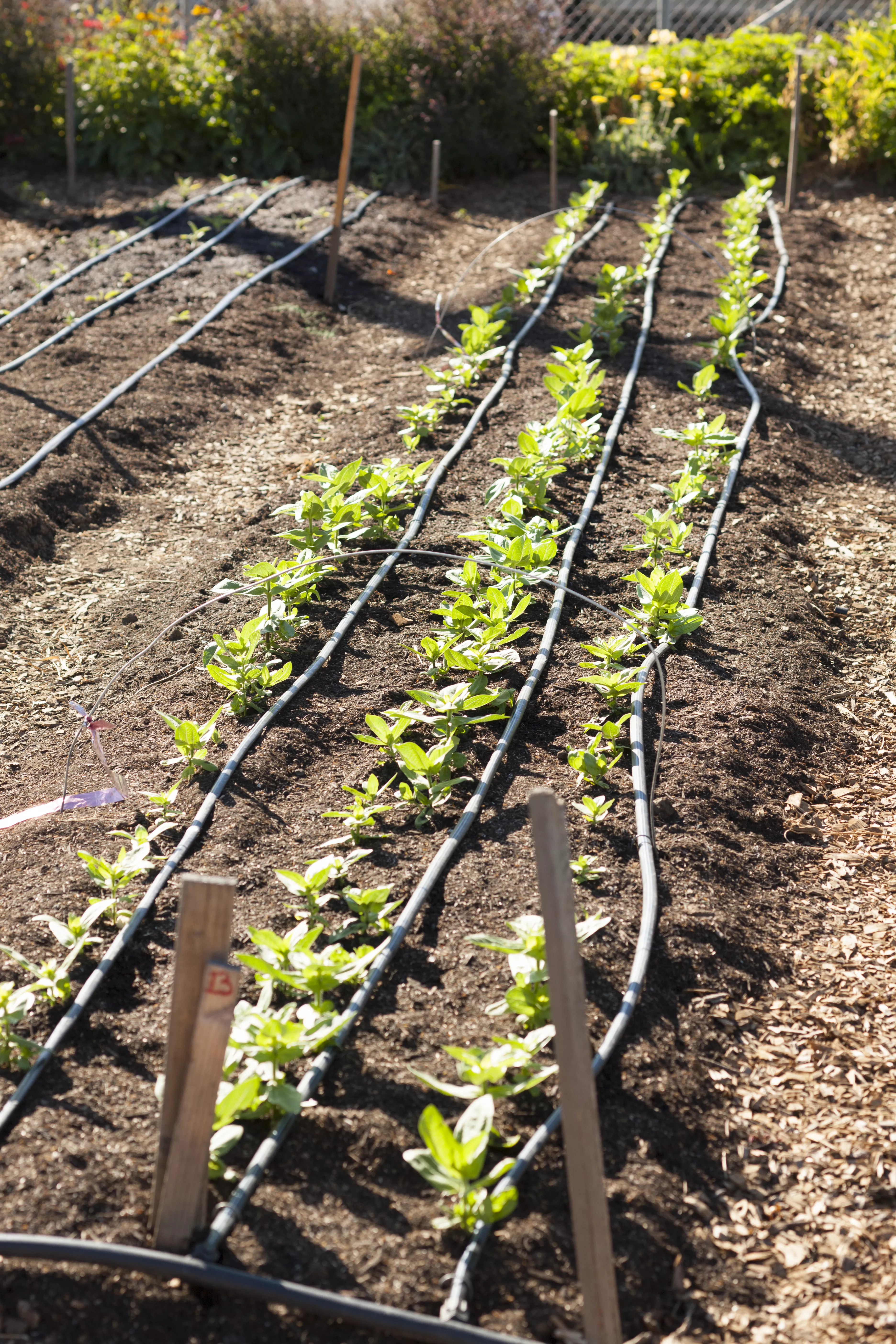 Green plants growing in garden in soil with sprinklers