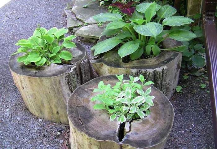 Freshly peeled tree stumps #decorhomeideas