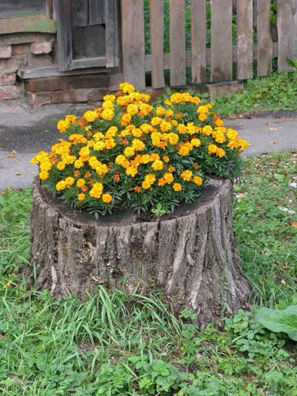 Plant marigolds #decorhomeideas