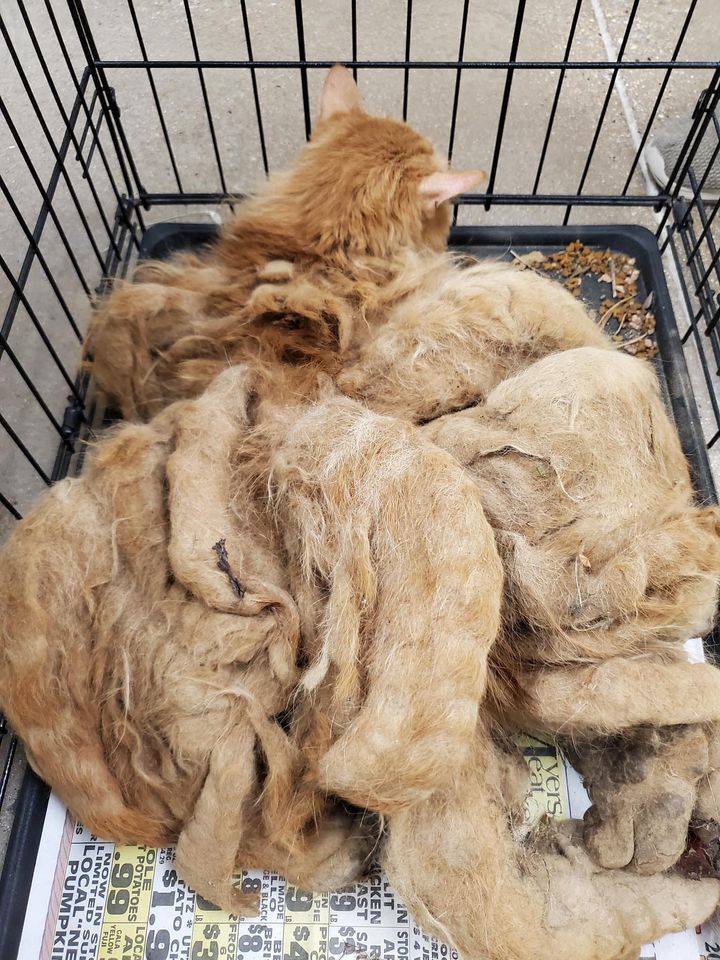 cat with matted fur