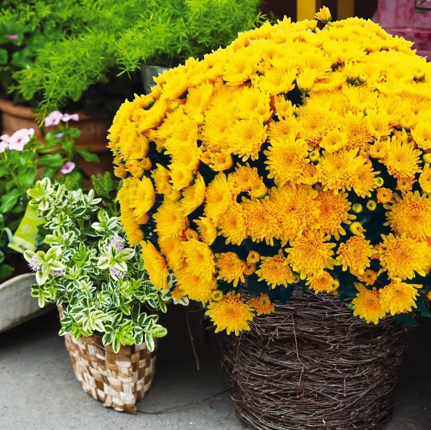 yellow mum in pot with other plants in background