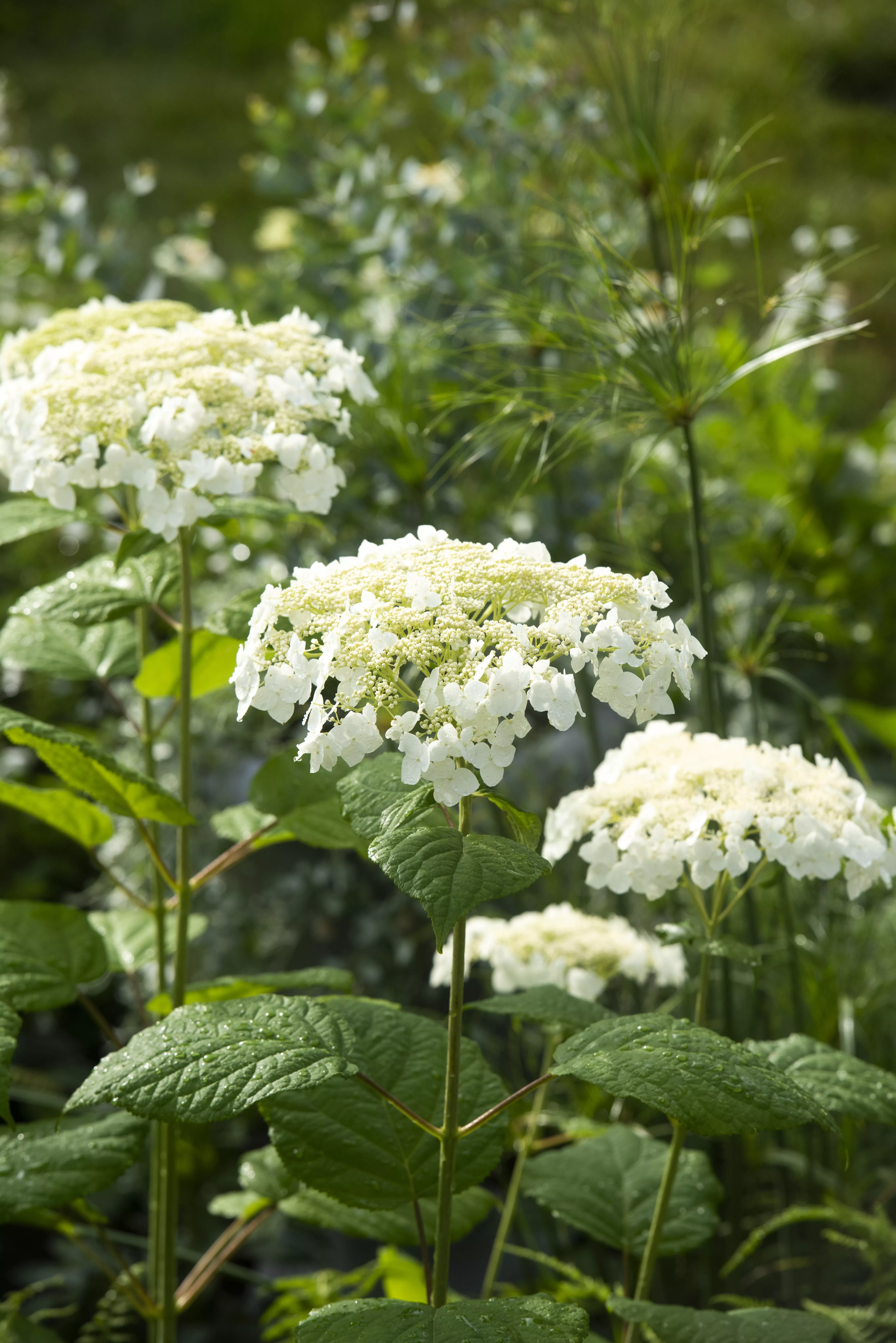 ‘Haas’ Halo’ Smooth Hydrangea 