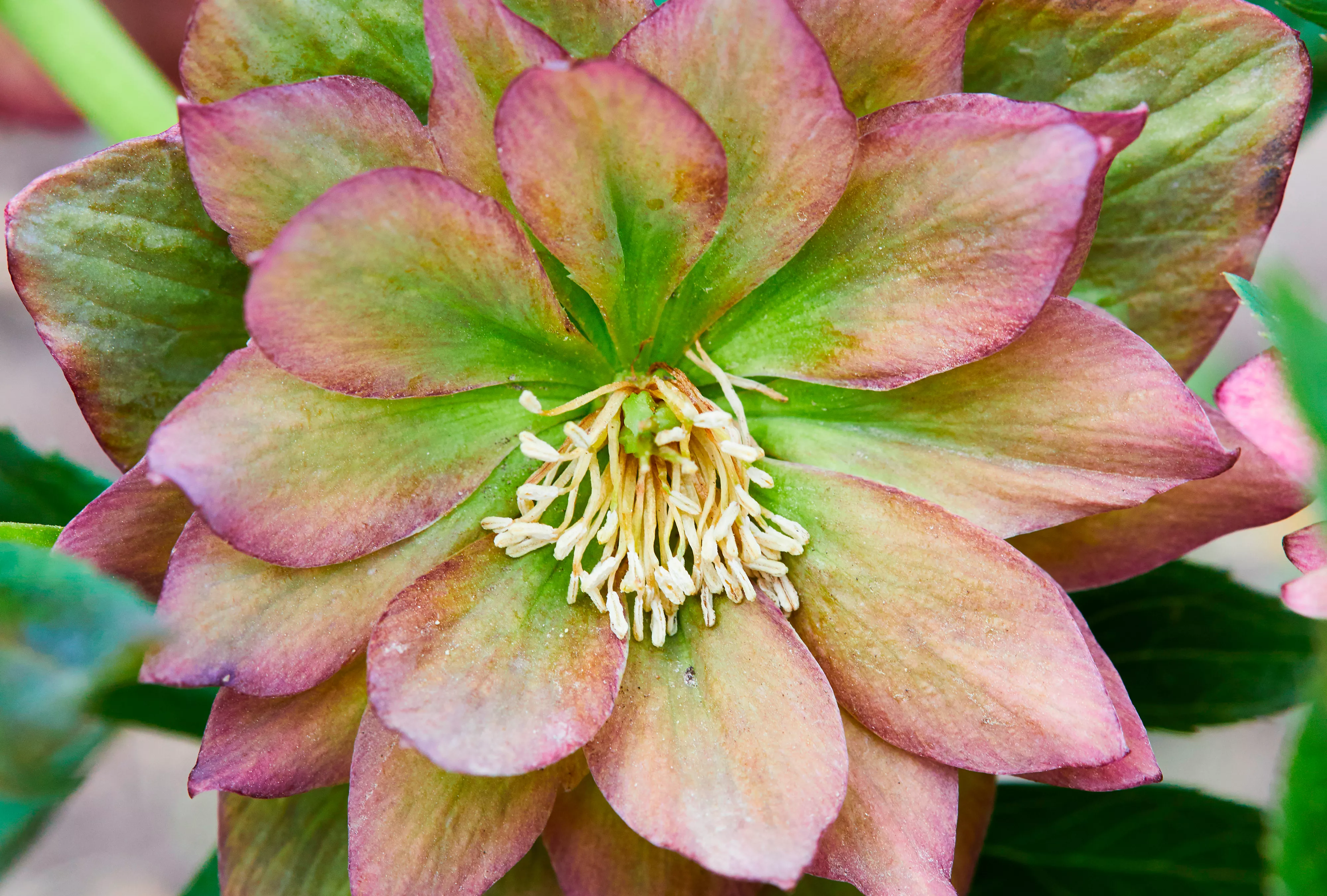 Amber Gem Hellebore