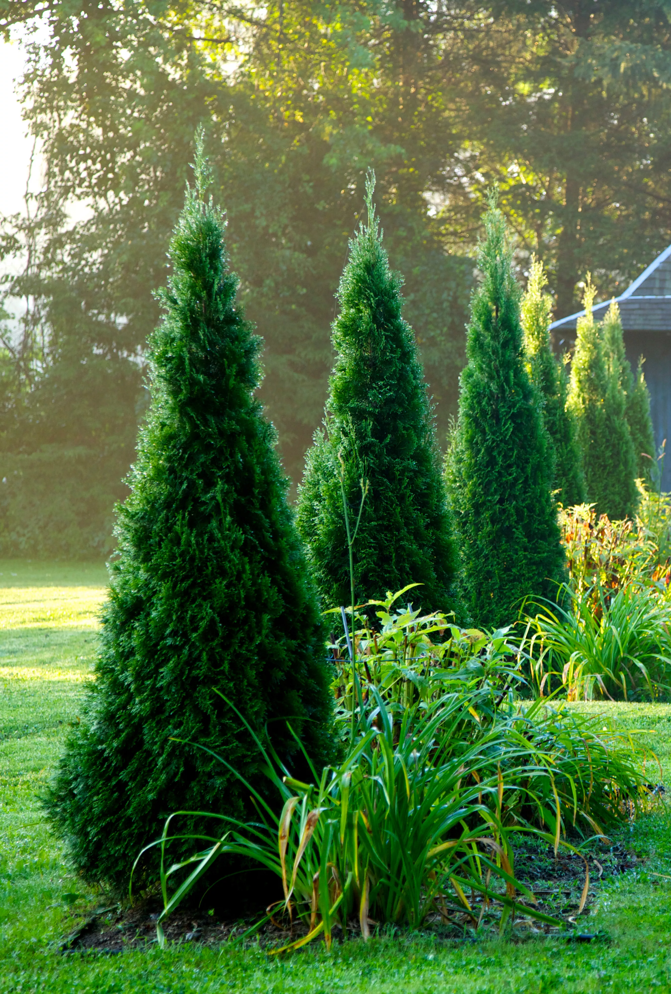 Arborvitaes topiary 