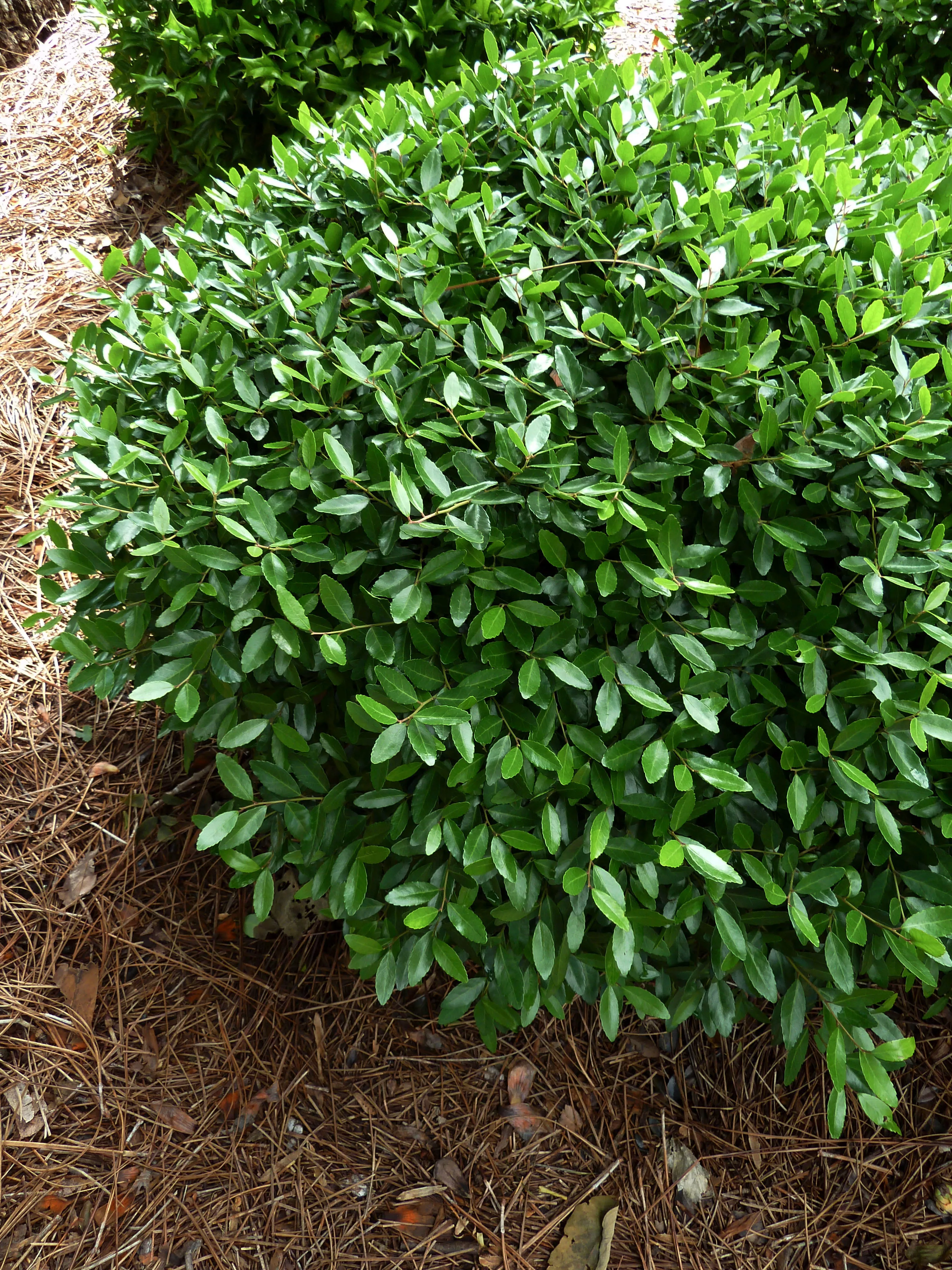 Southern Wax Myrtle evergreen tree 
