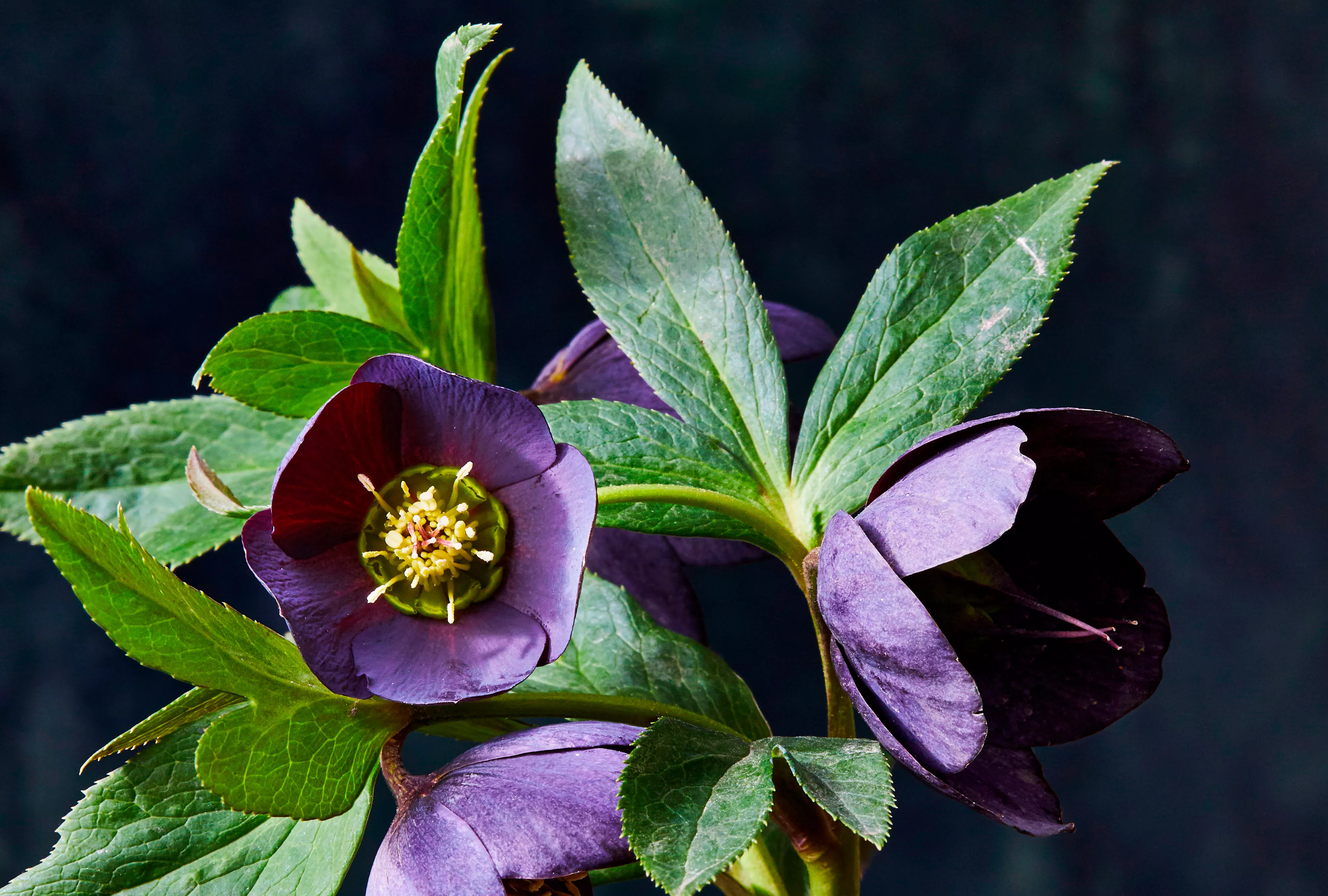 Black Diamond Hellebore