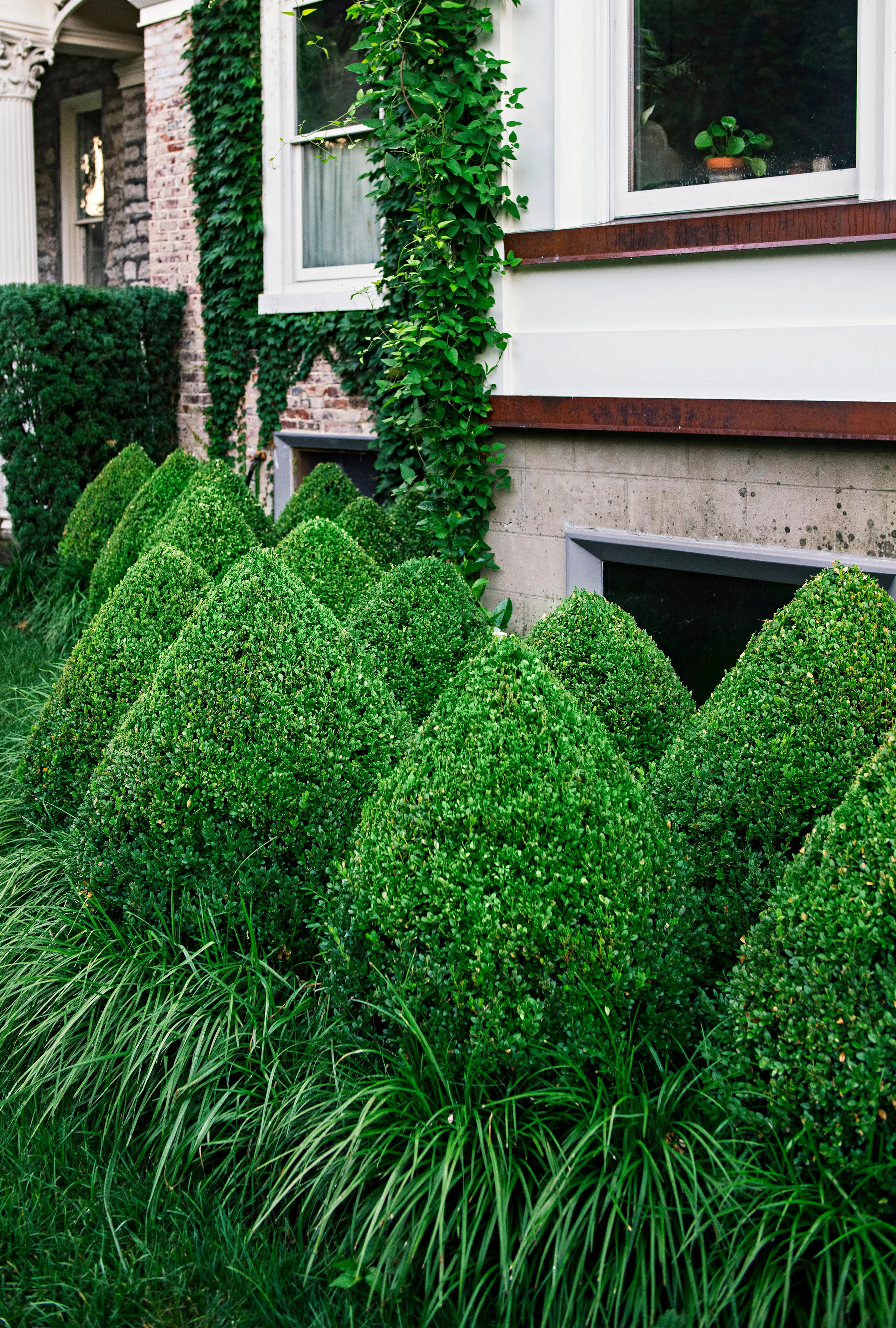 boxwood topiary