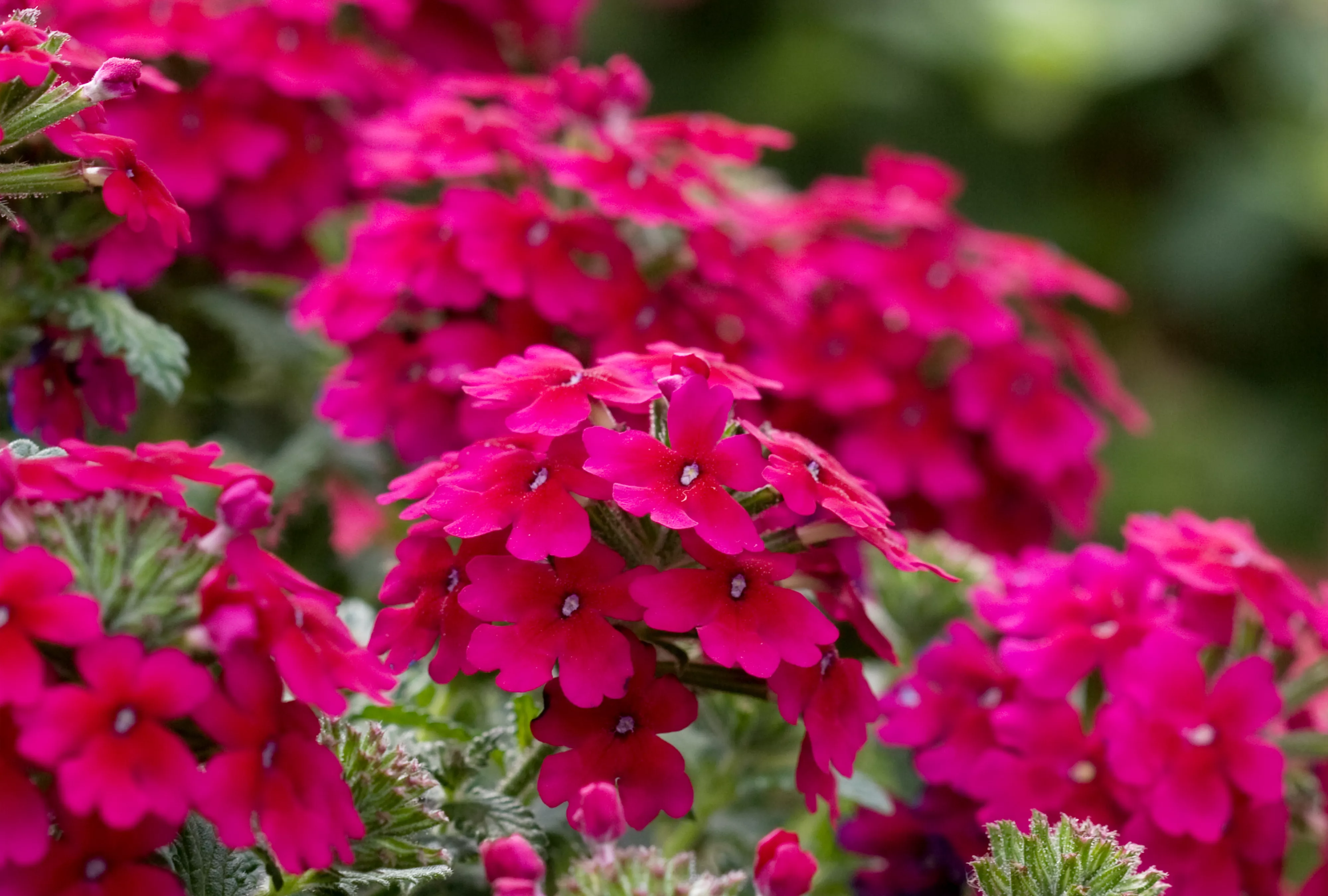 Burgundy Verbena