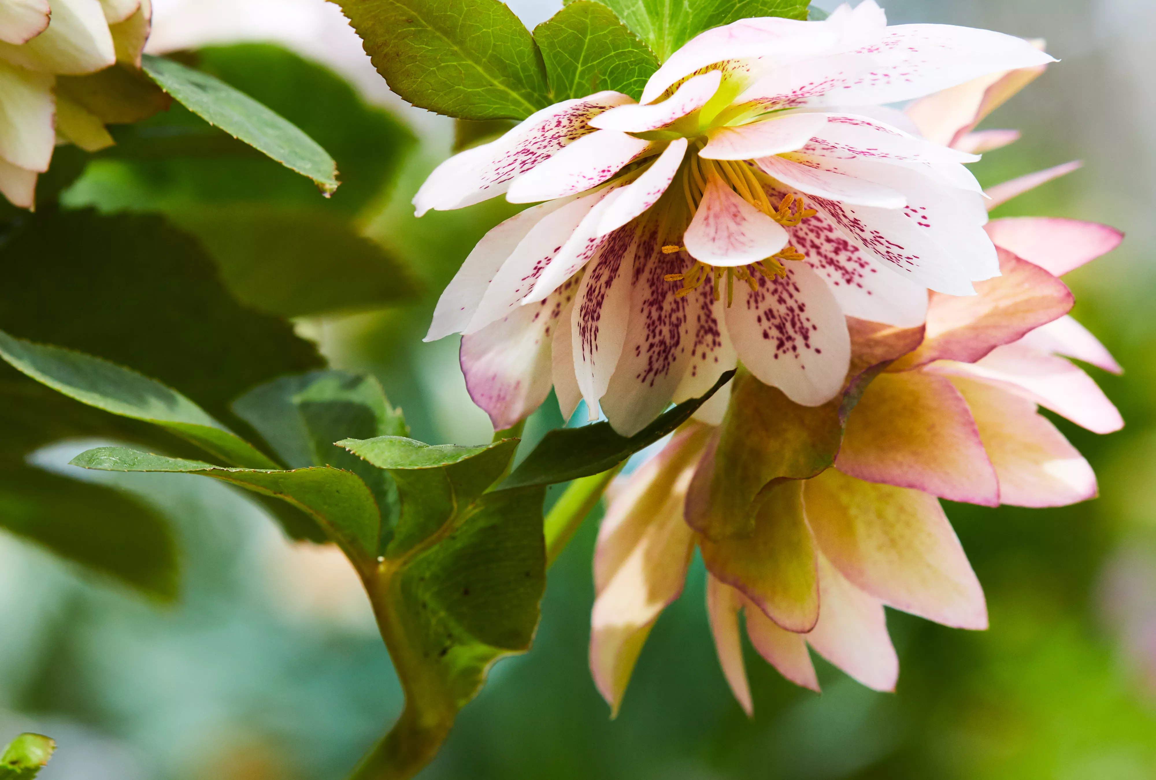 Confetti Cake Hellebore