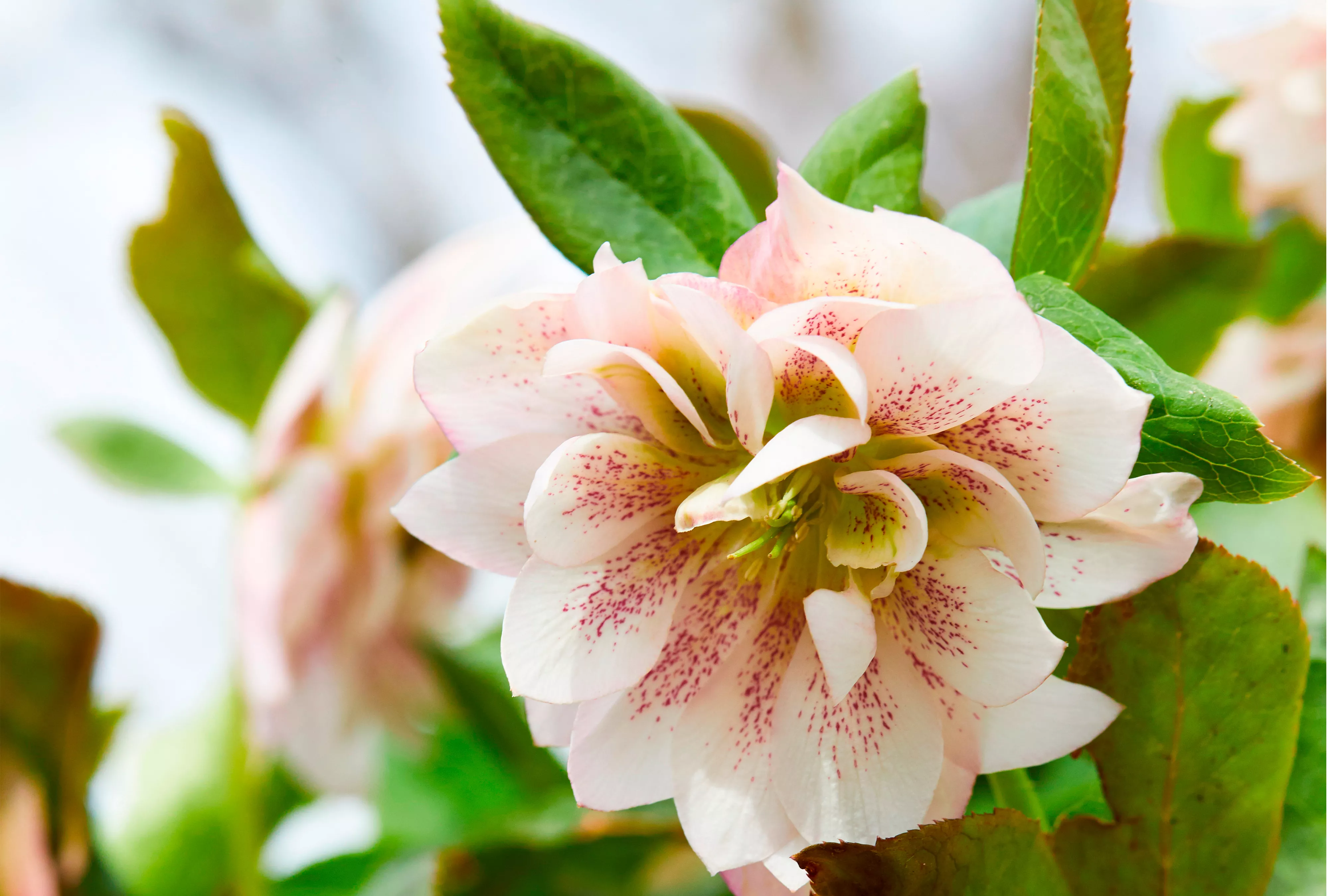 Cotton Candy Hellebore