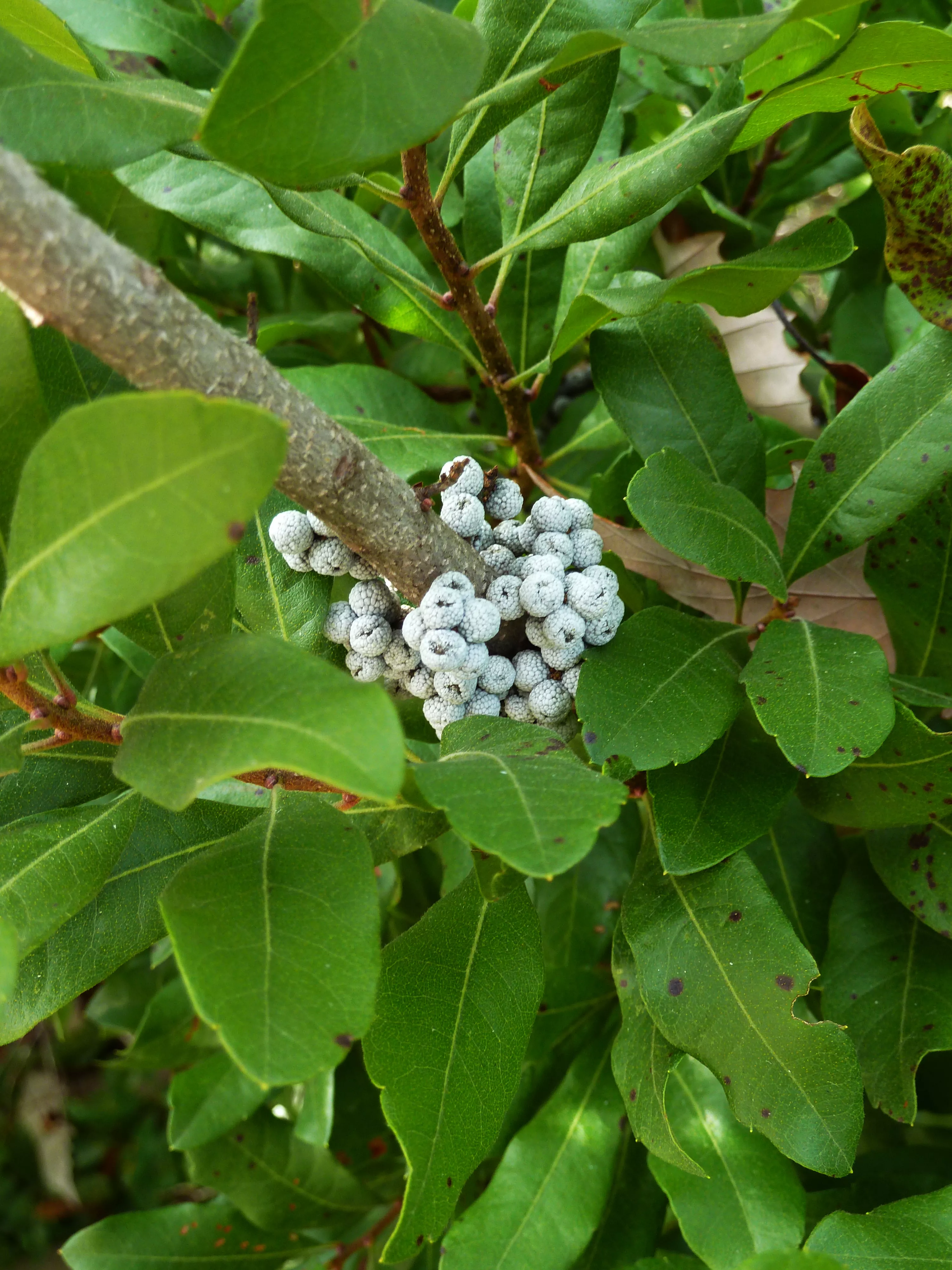 Myrica pensylvanica