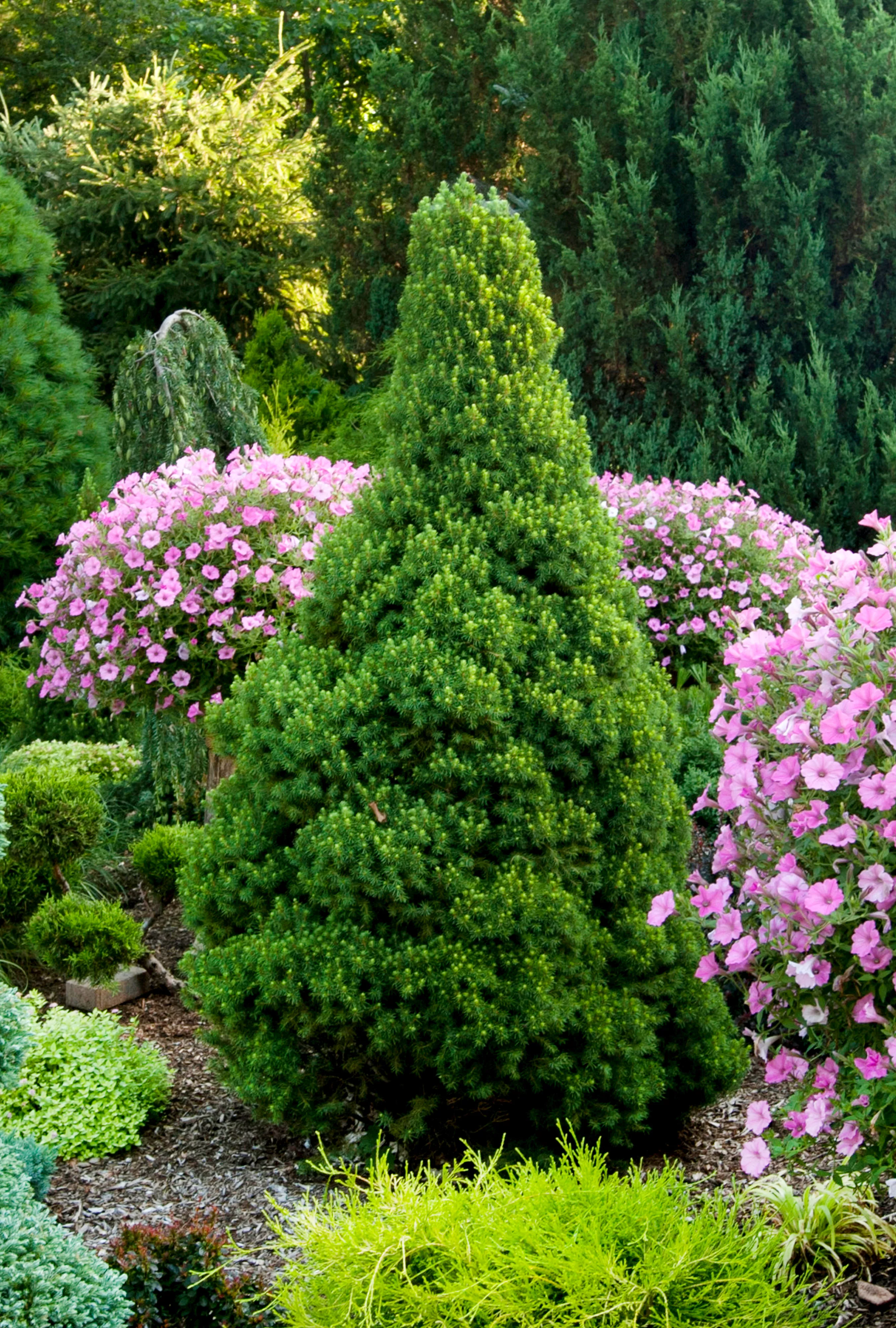 Dwarf Alberta Spruce