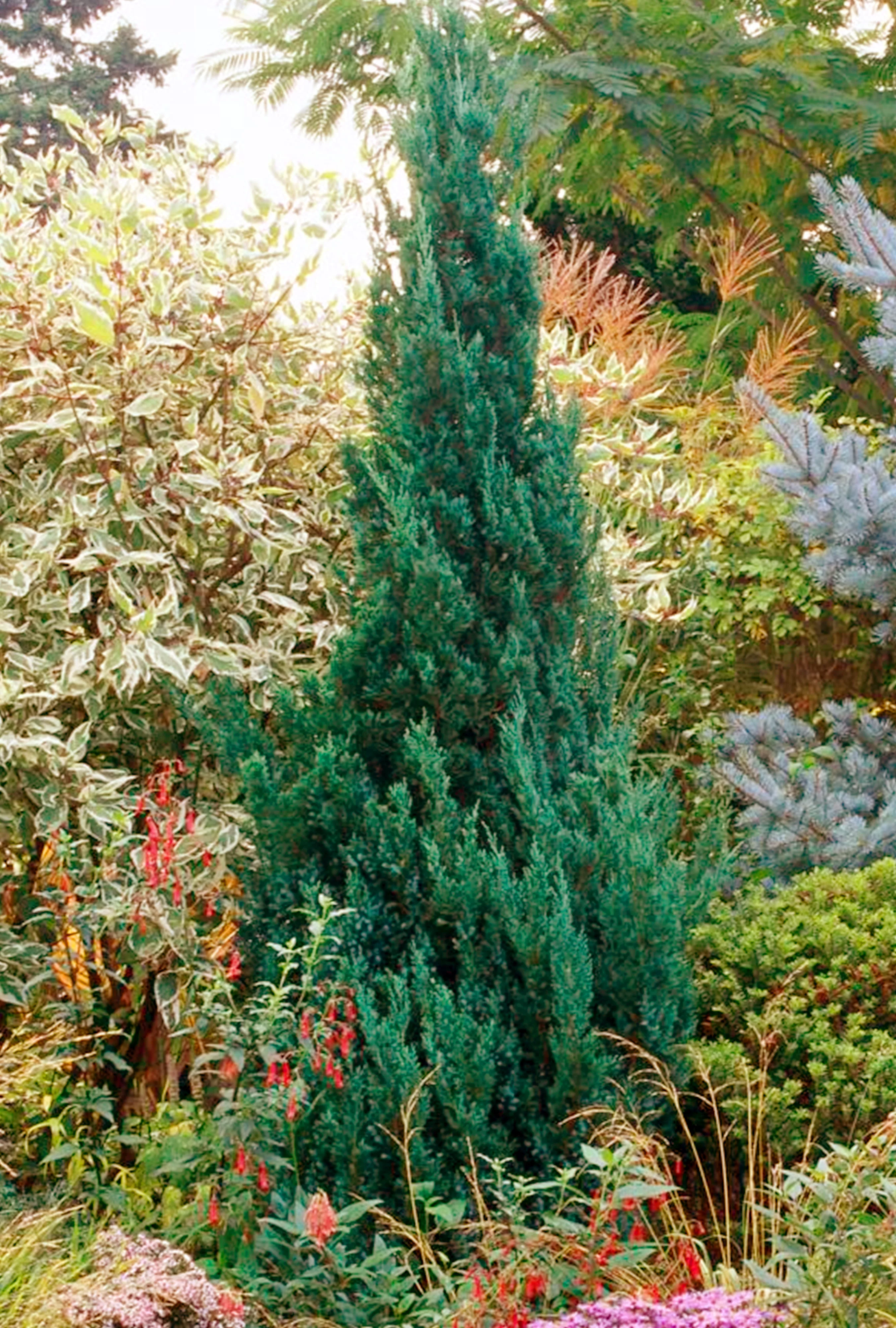 Evergreen Juniper