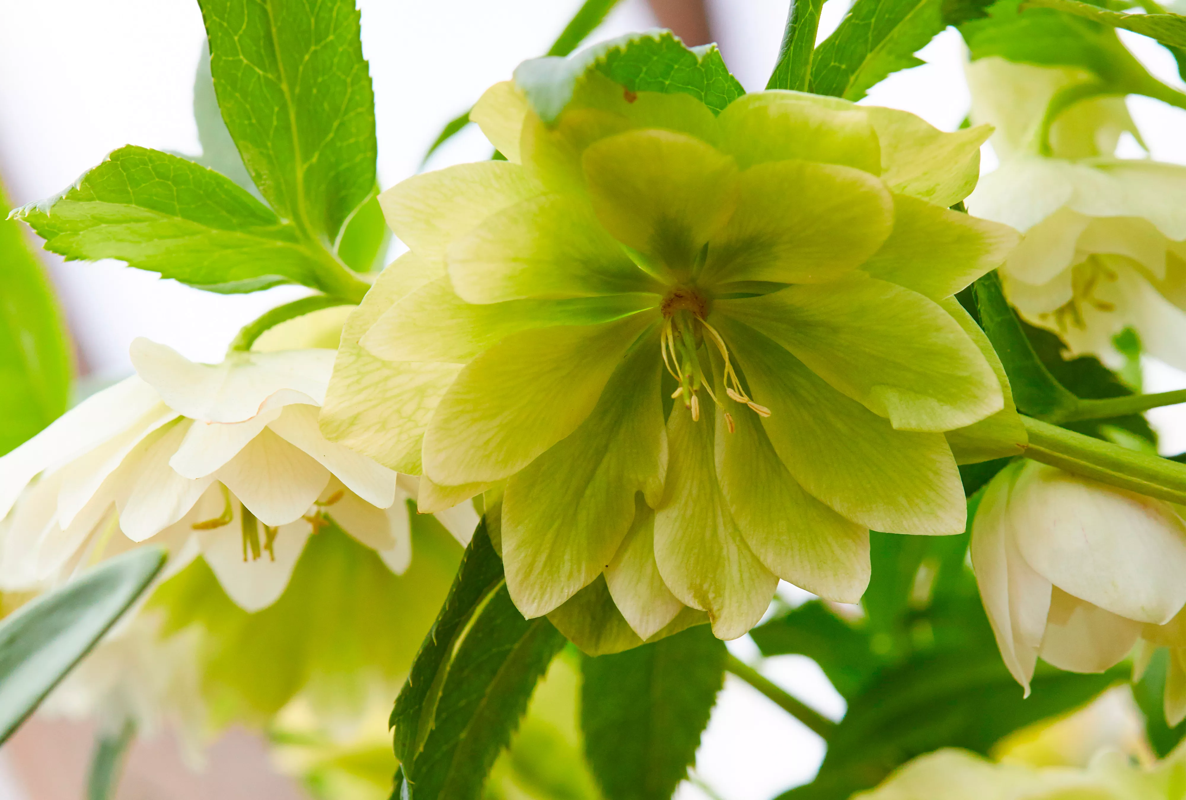 Fluffy Ruffles Hellebore