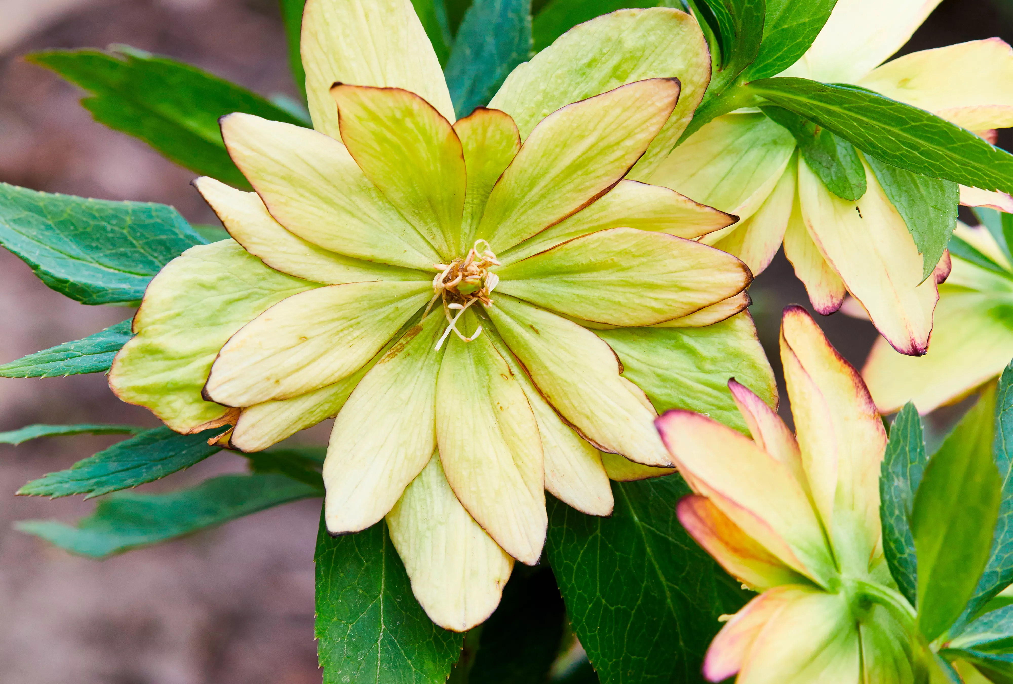 Golden Lotus Hellebore