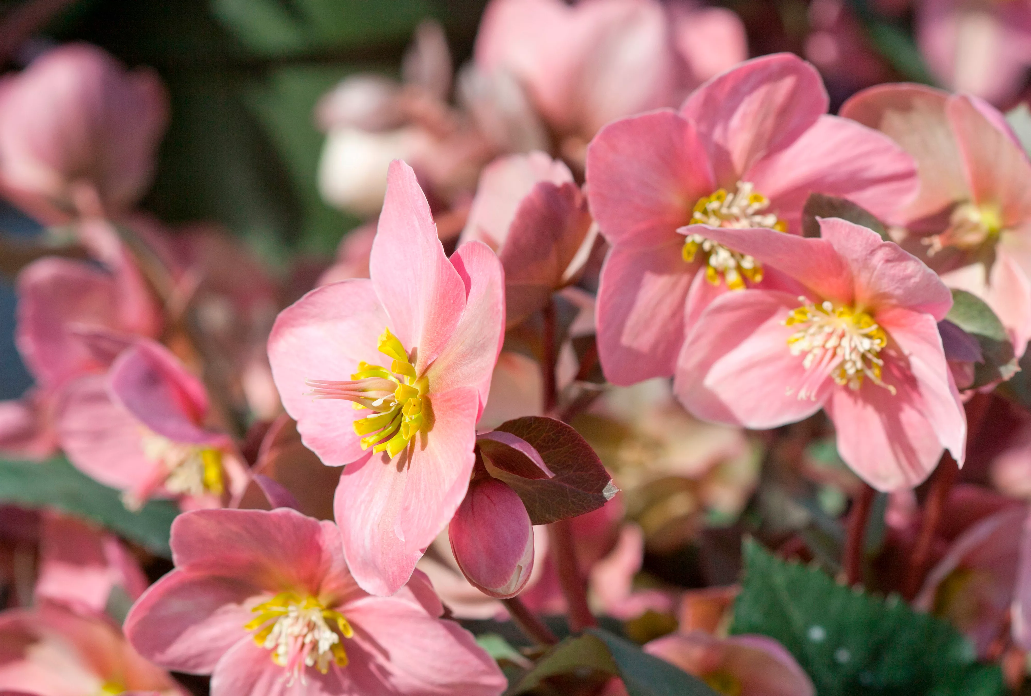 Pink Frost Hellebore