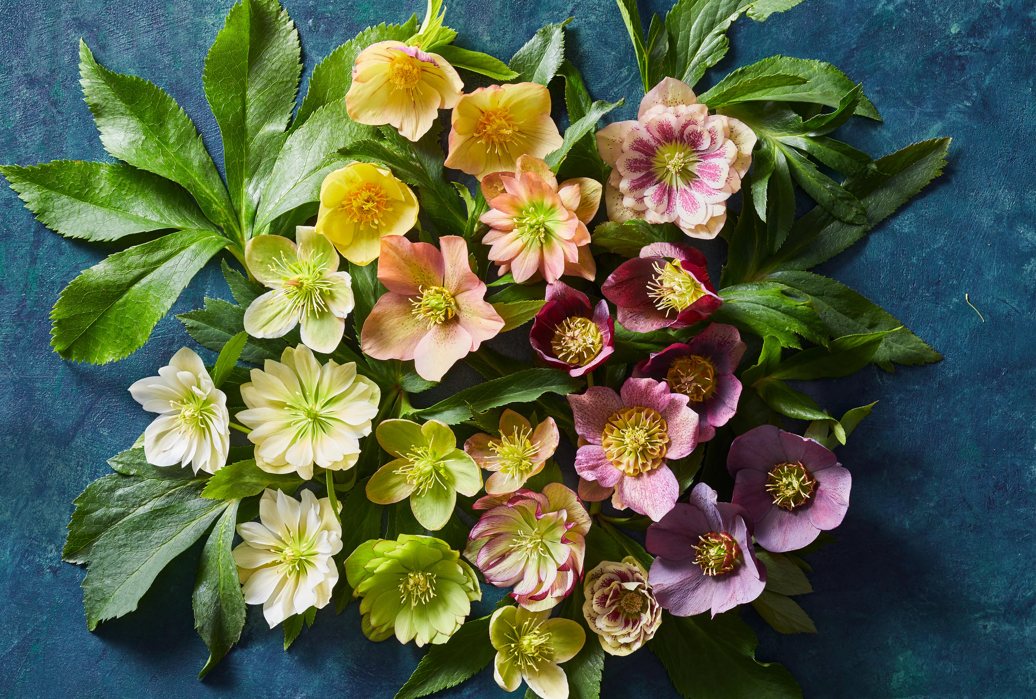 Variety of Hellebores