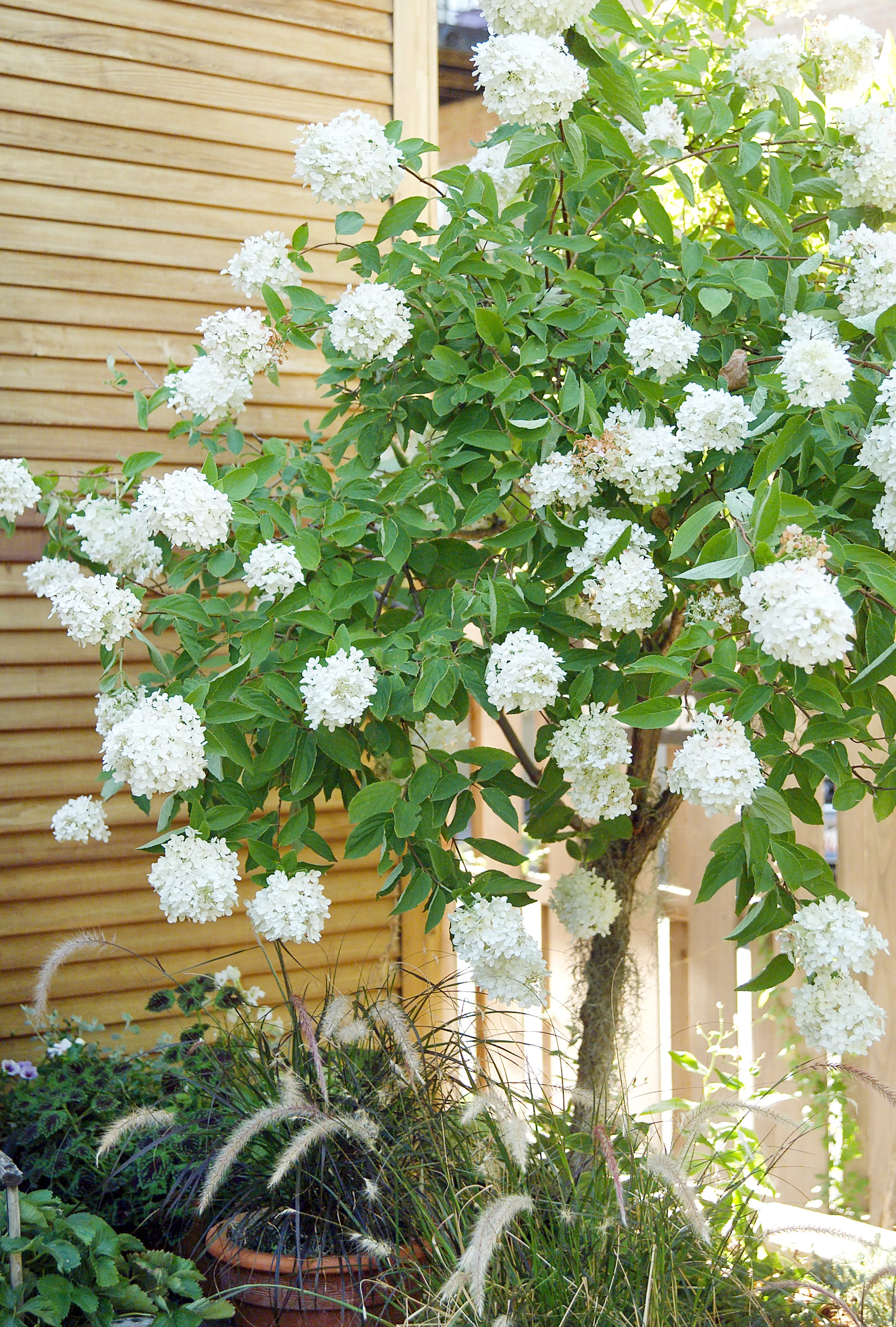 Hydrangea Standard