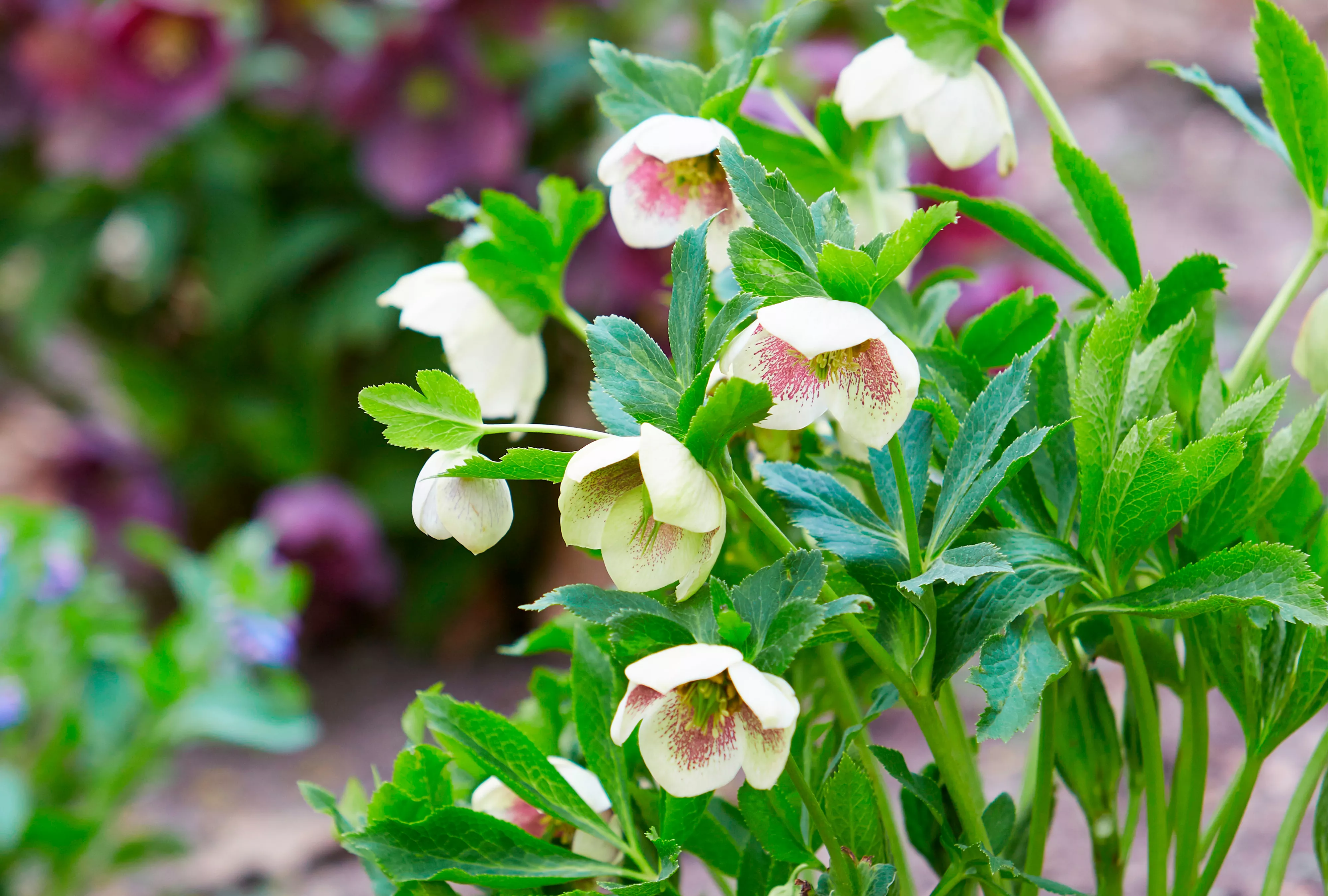 Ice Follies Hellebore