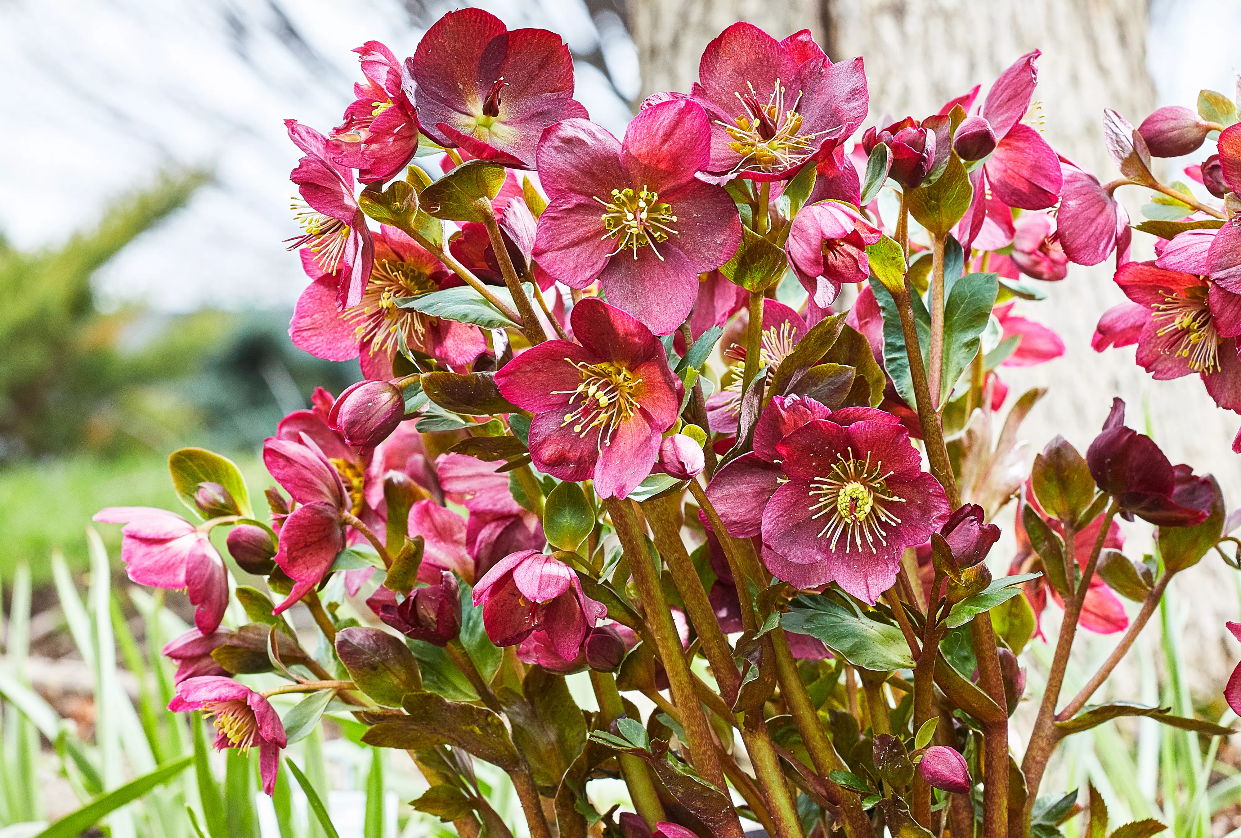 Ice n Roses Hellebore