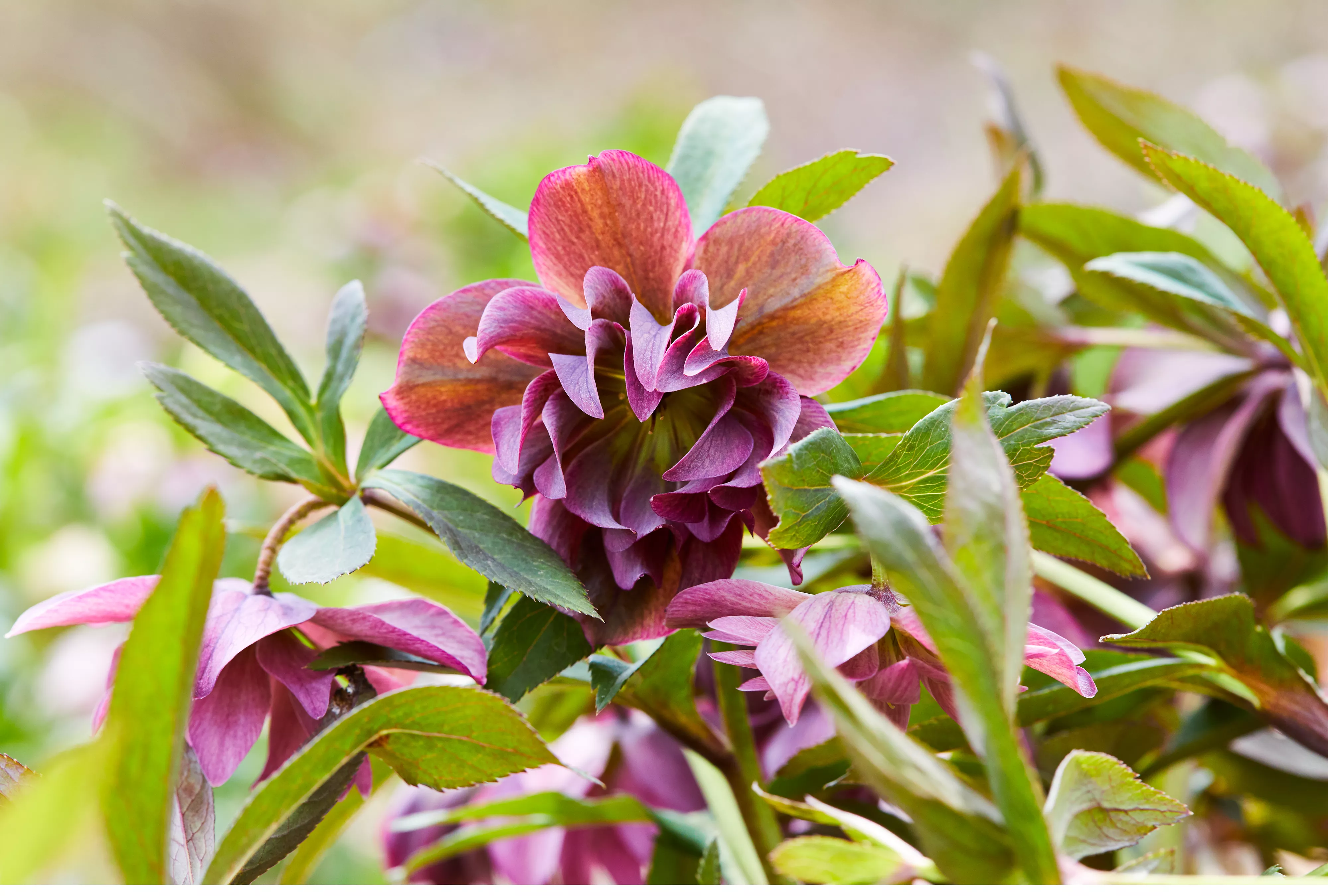 Kingston Cardinal Hellebore