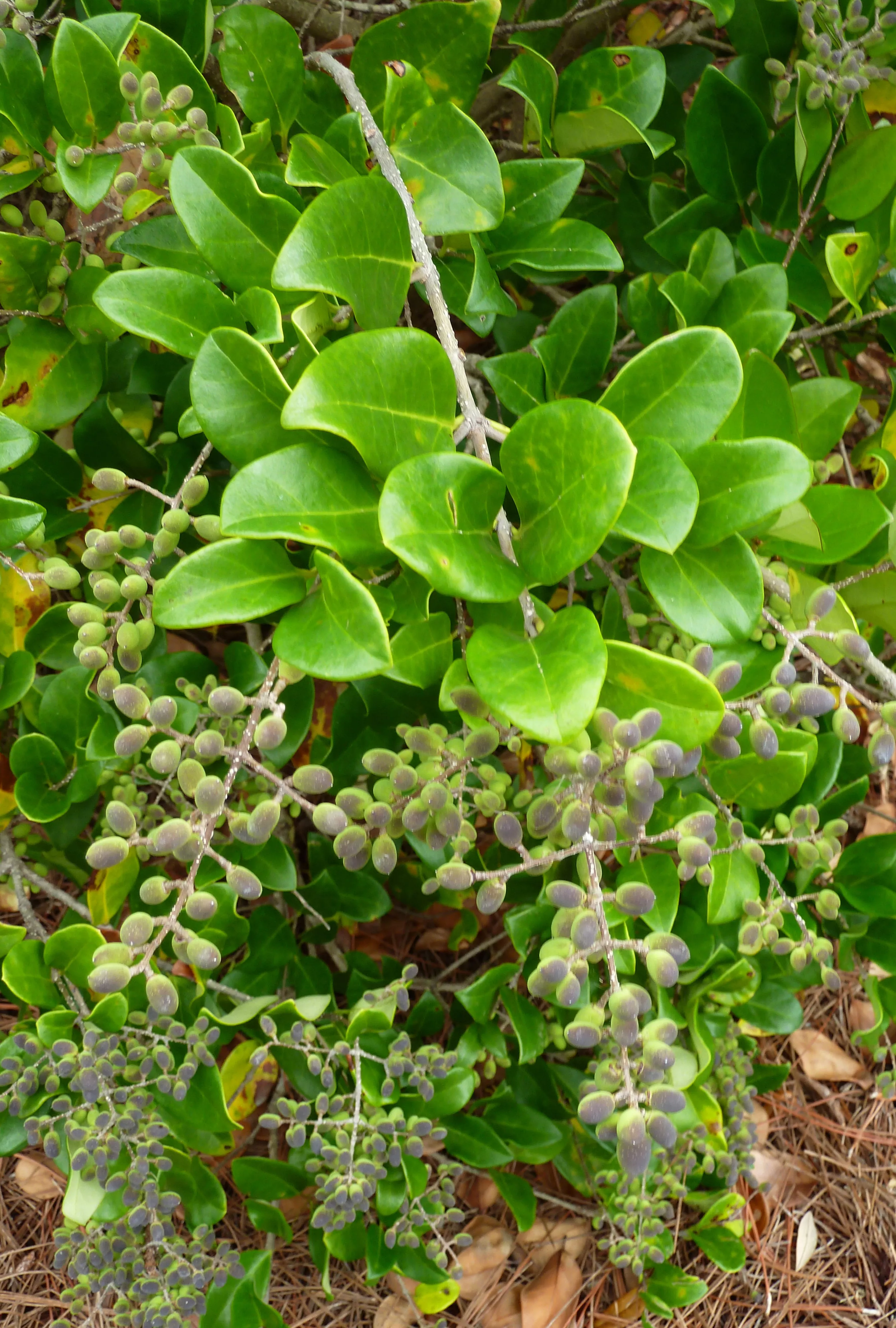 Ligustrum japonicum, Japanese privet