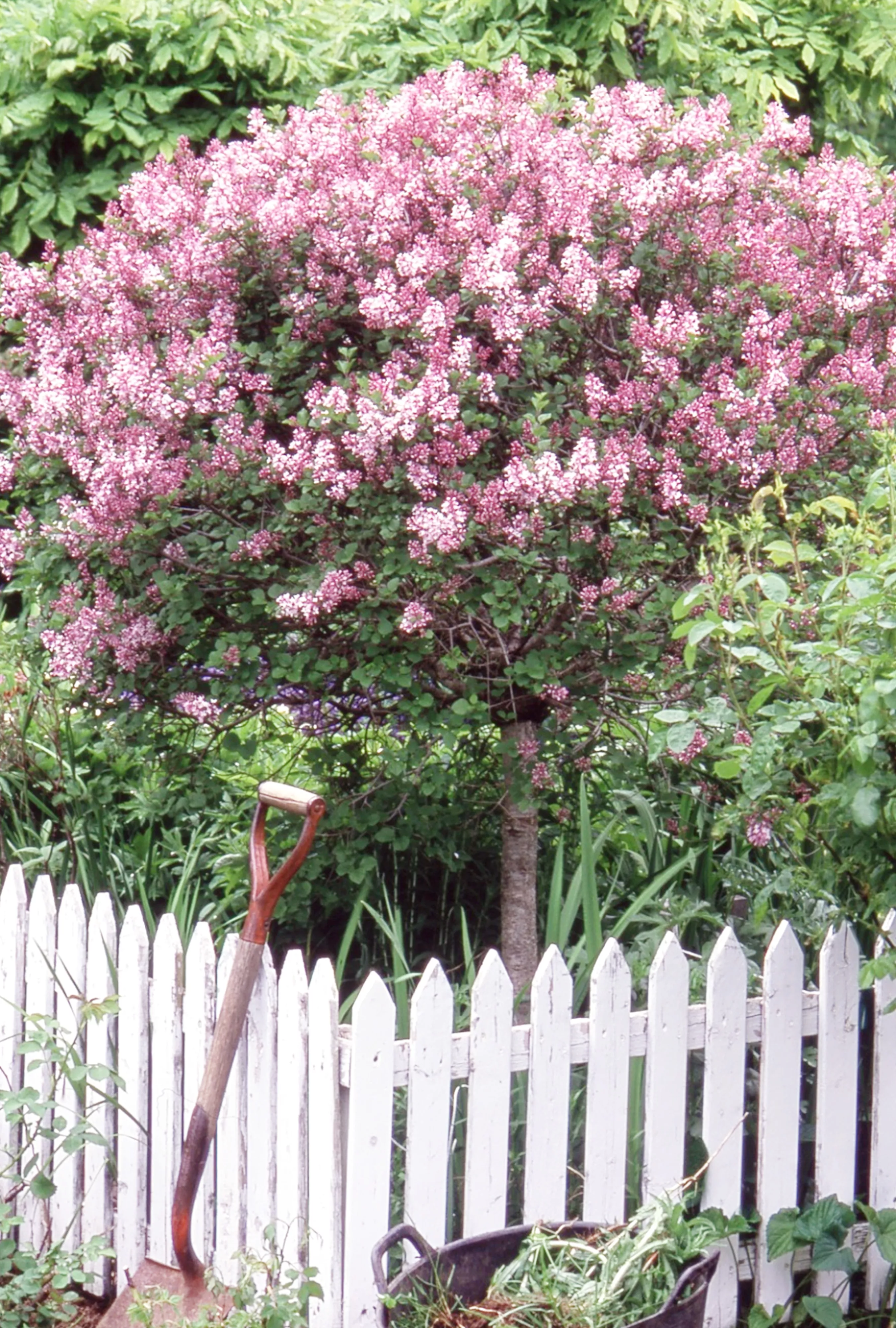 Korean lilac flowers blooming by white fence in garden