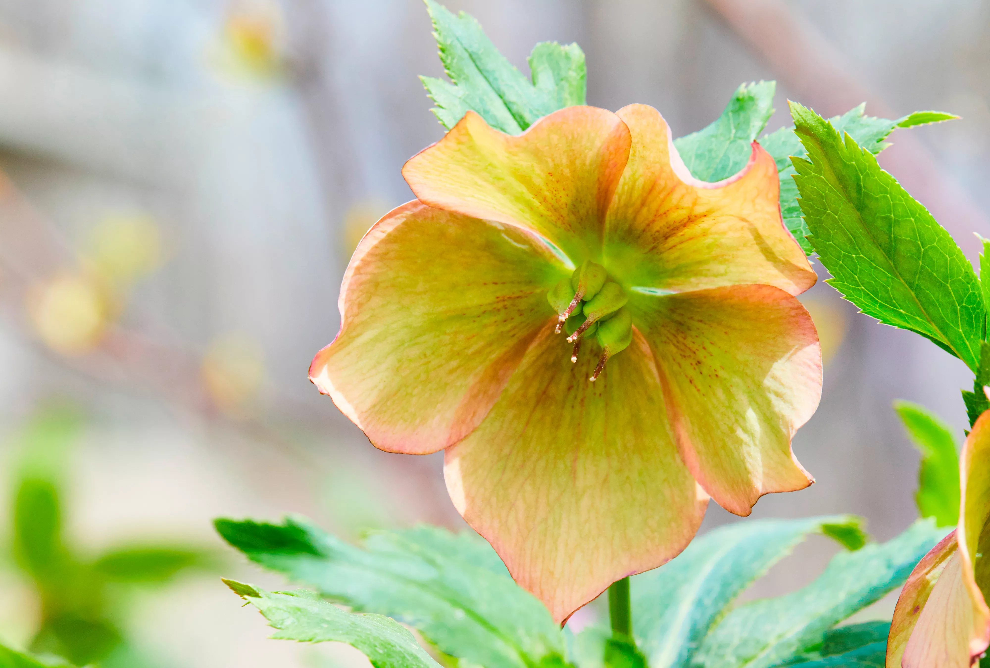 Mango Magic Hellebore