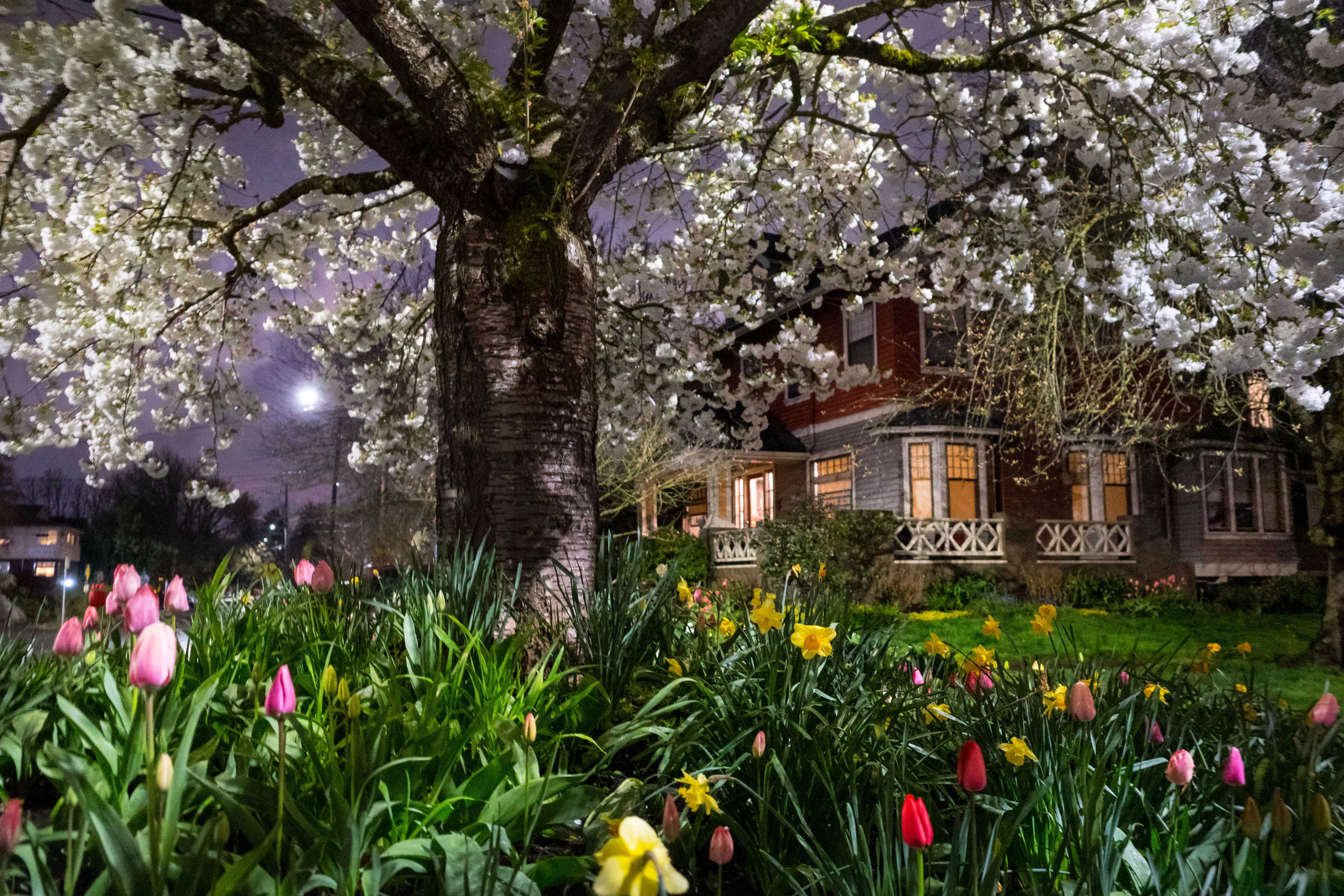 Spring flowers and cherry blossoms bloom at night 