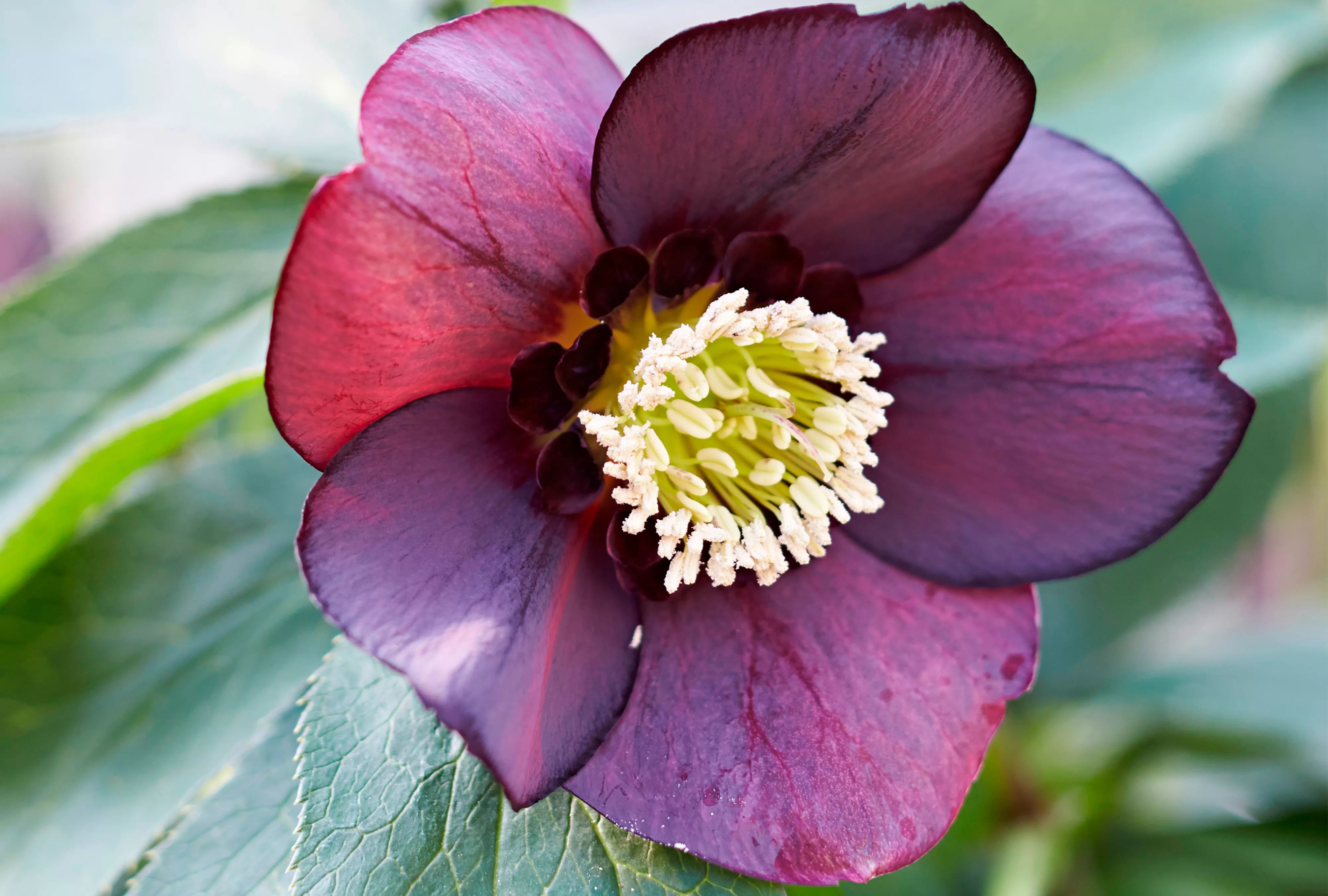 Night Coaster Hellebore