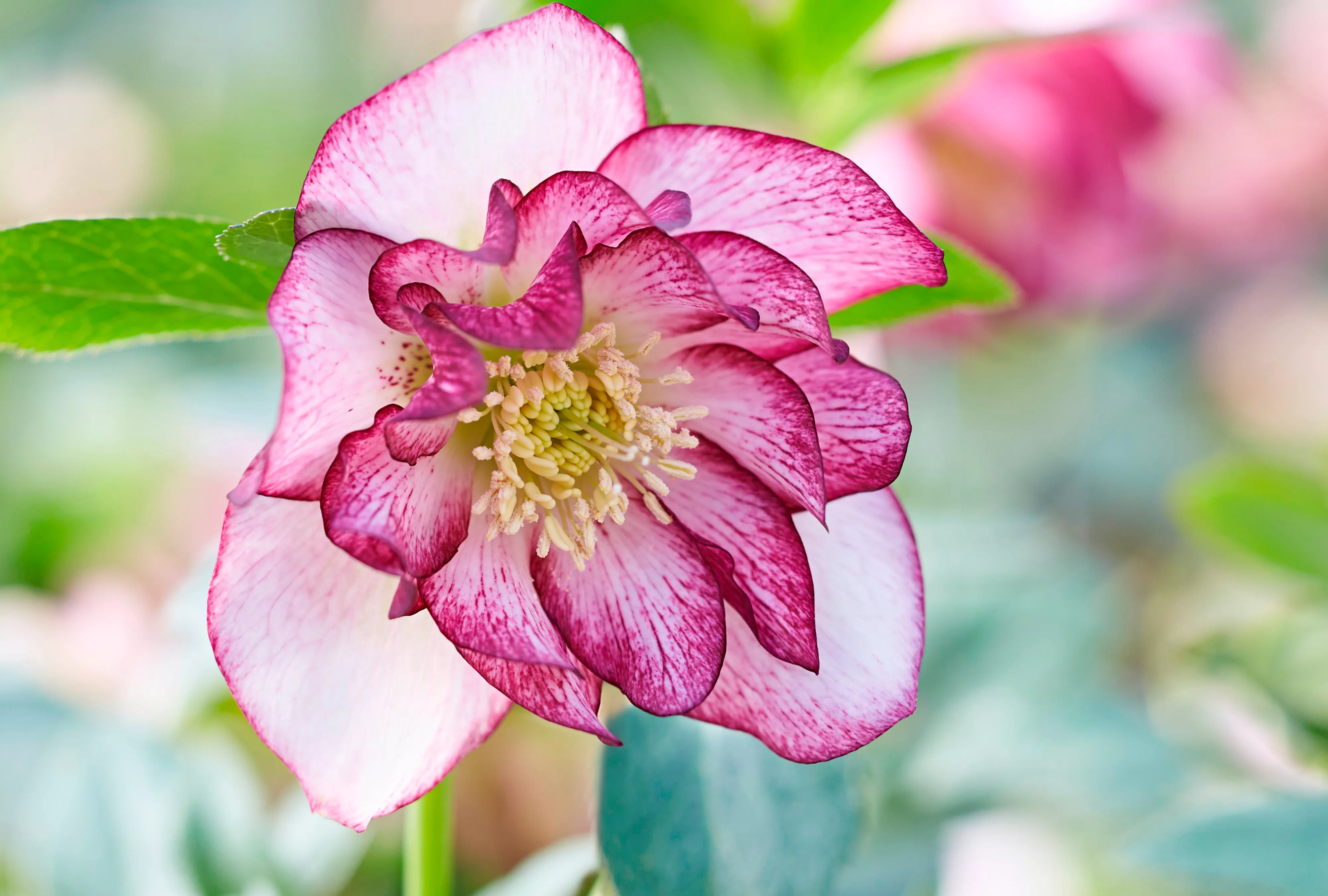 Peppermint Ruffles Hellebore