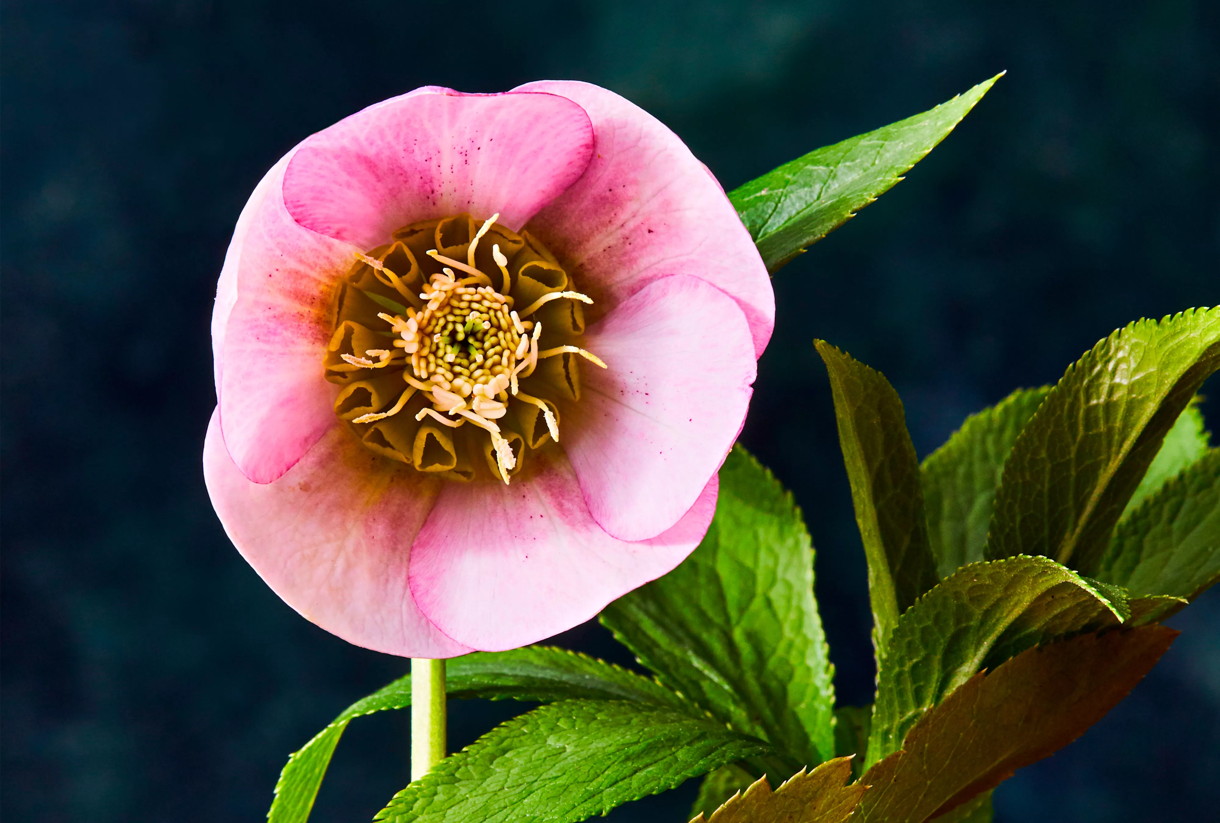 Pink Fizz Hellebore