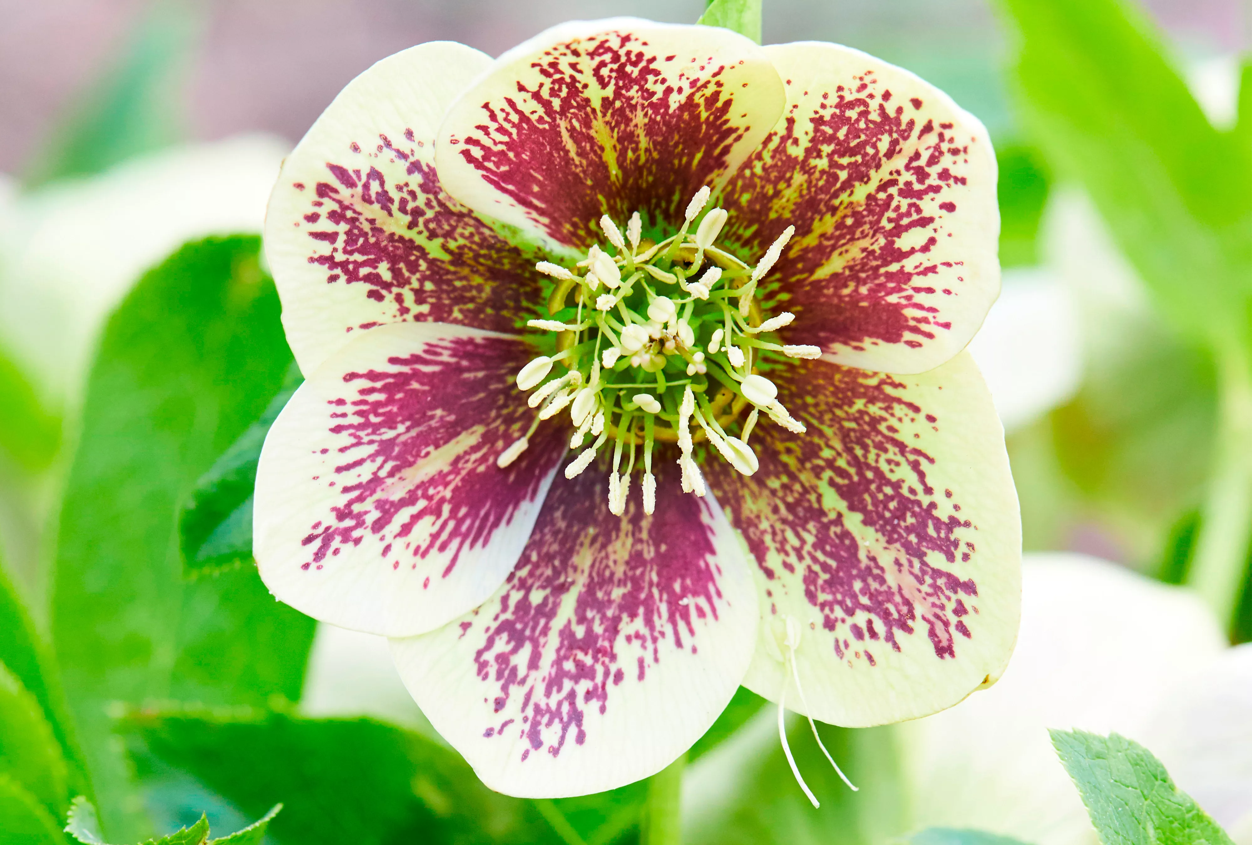 Rio Carnival Hellebore